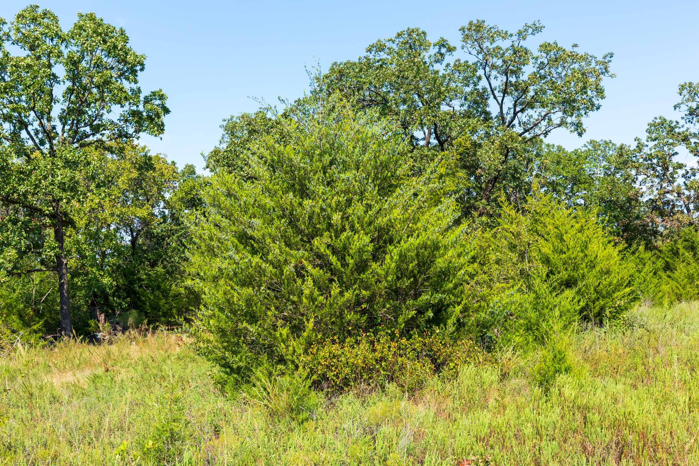 Canyon Creek Tract 16 photo 8