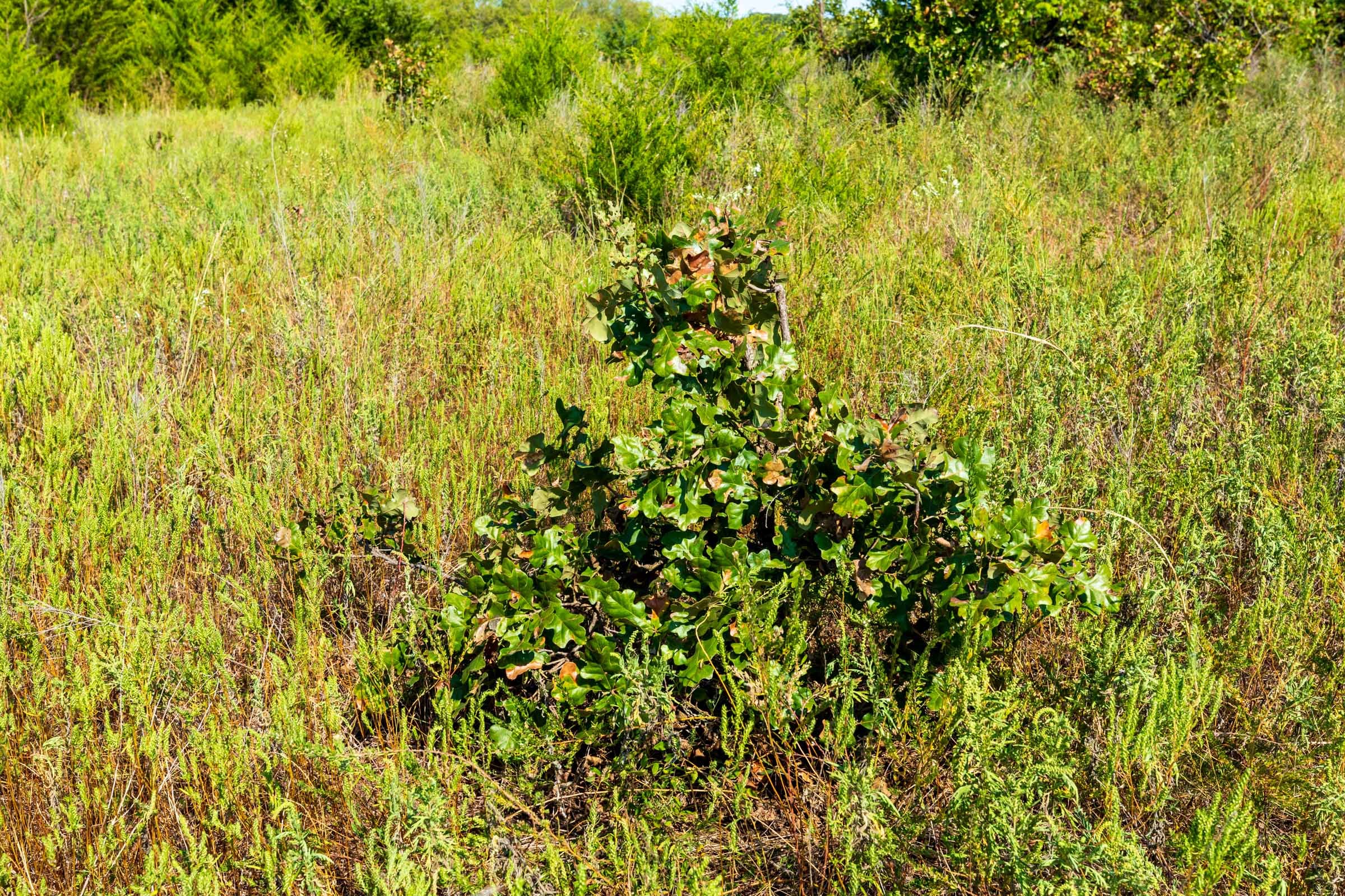 Canyon Creek Tract 16 photo 10