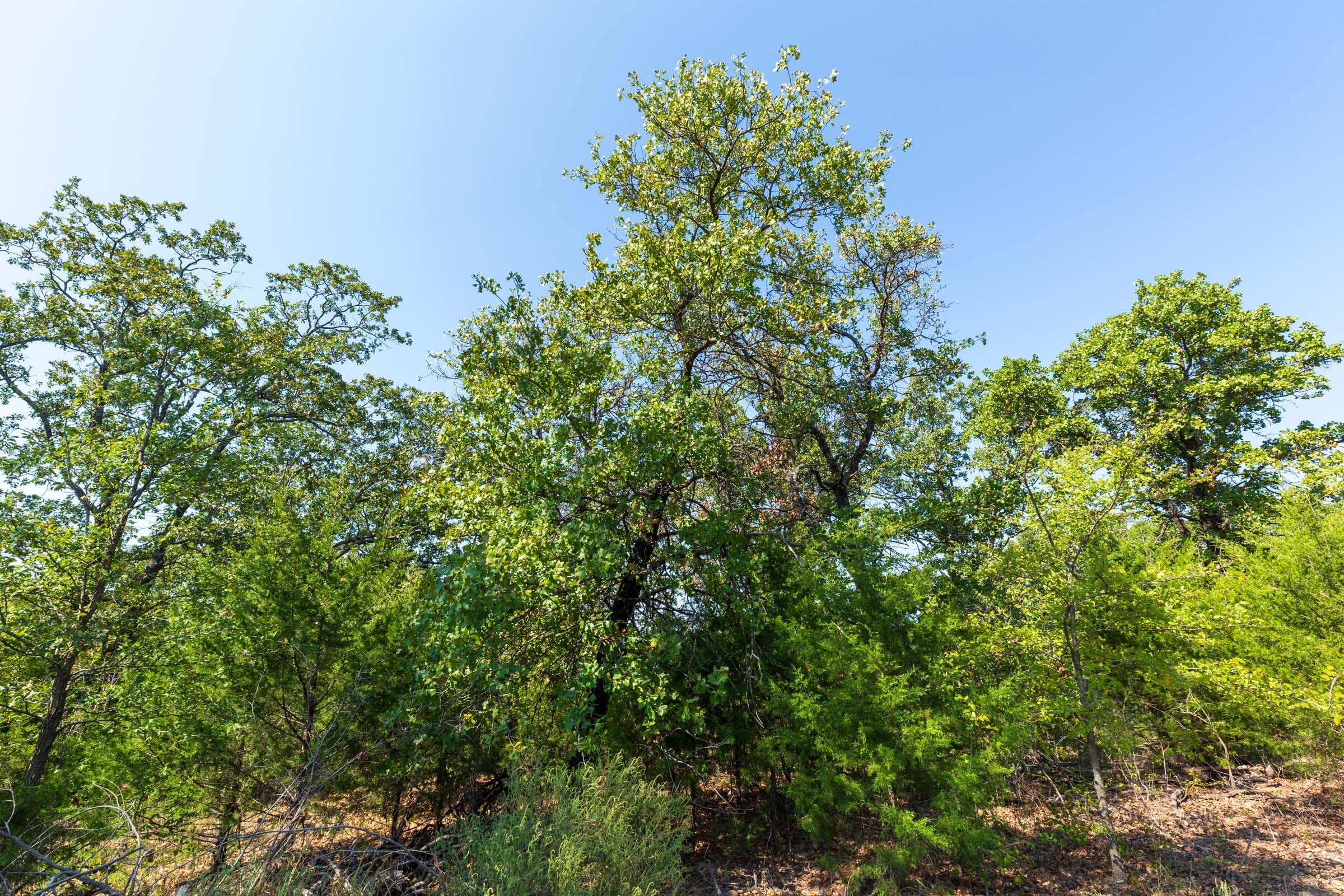 Canyon Creek Tract 16 photo 9