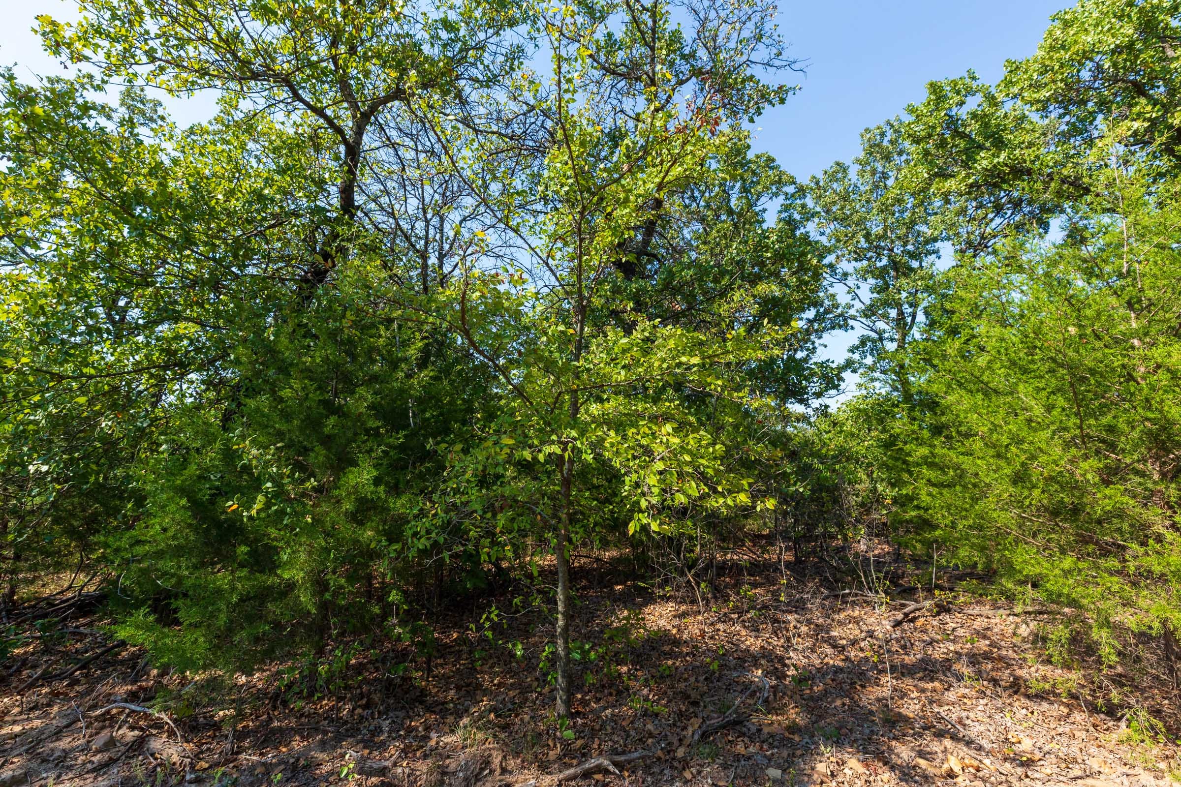 Canyon Creek Tract 16 photo 7
