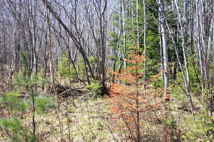 Abby Point Tract 11 photo 2