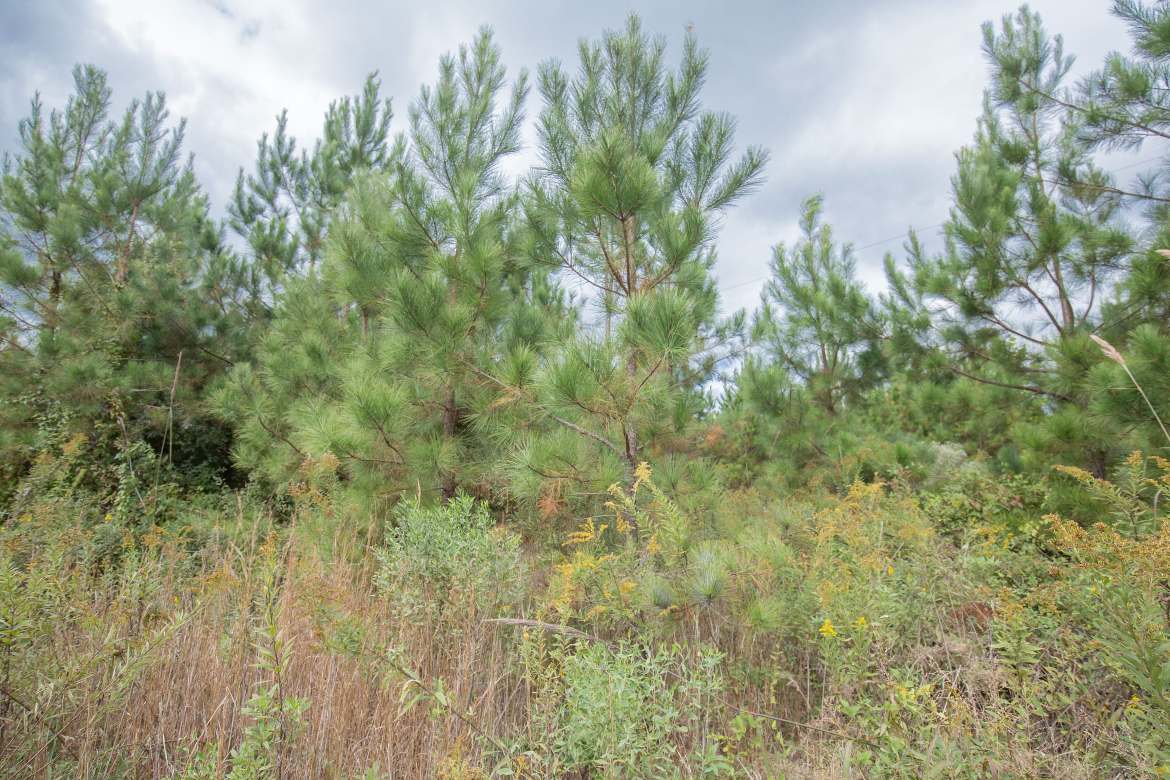 Brentwood Tract 4 photo 2