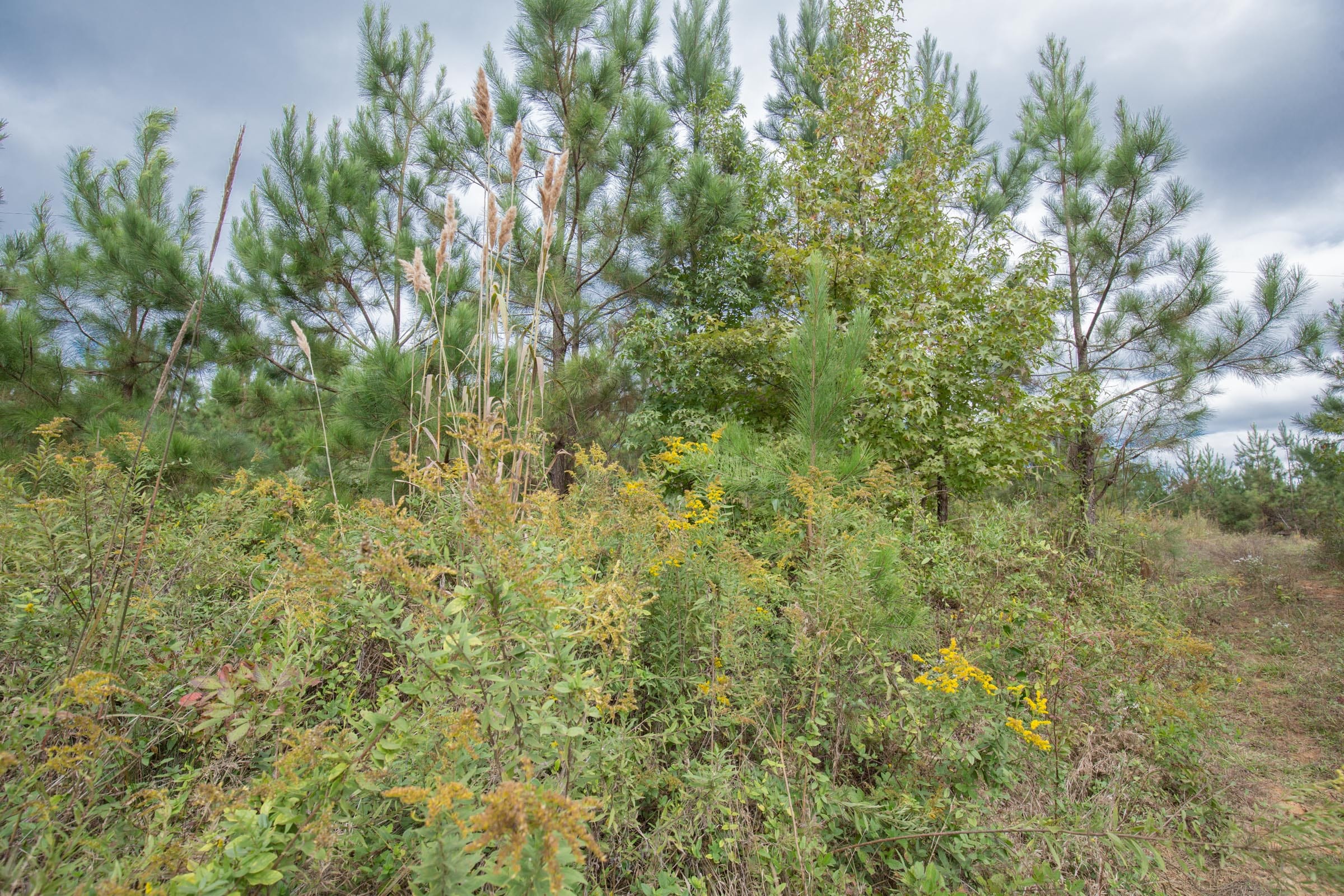 Brentwood Tract 4 photo 3
