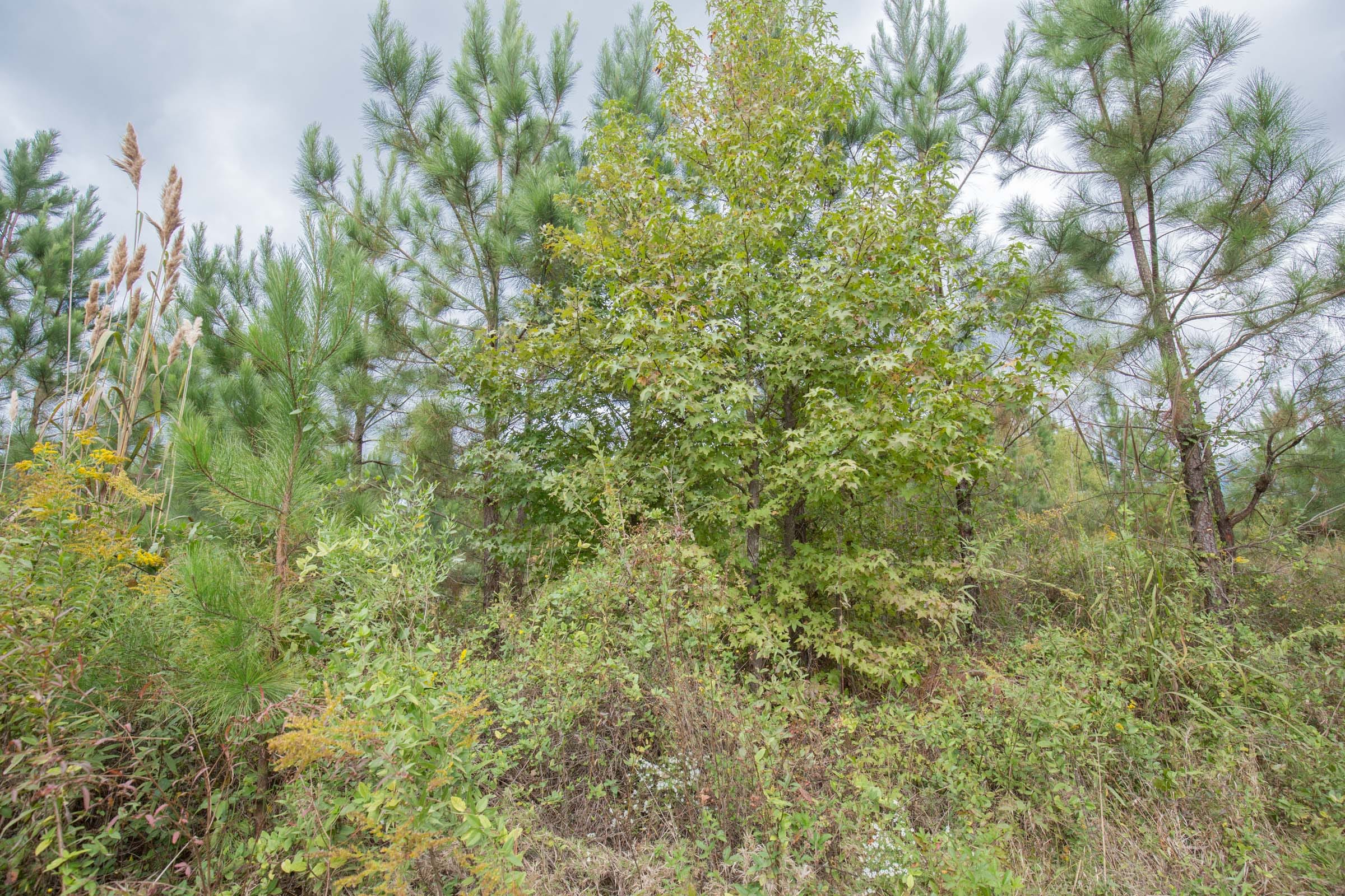 Brentwood Tract 4 photo 4