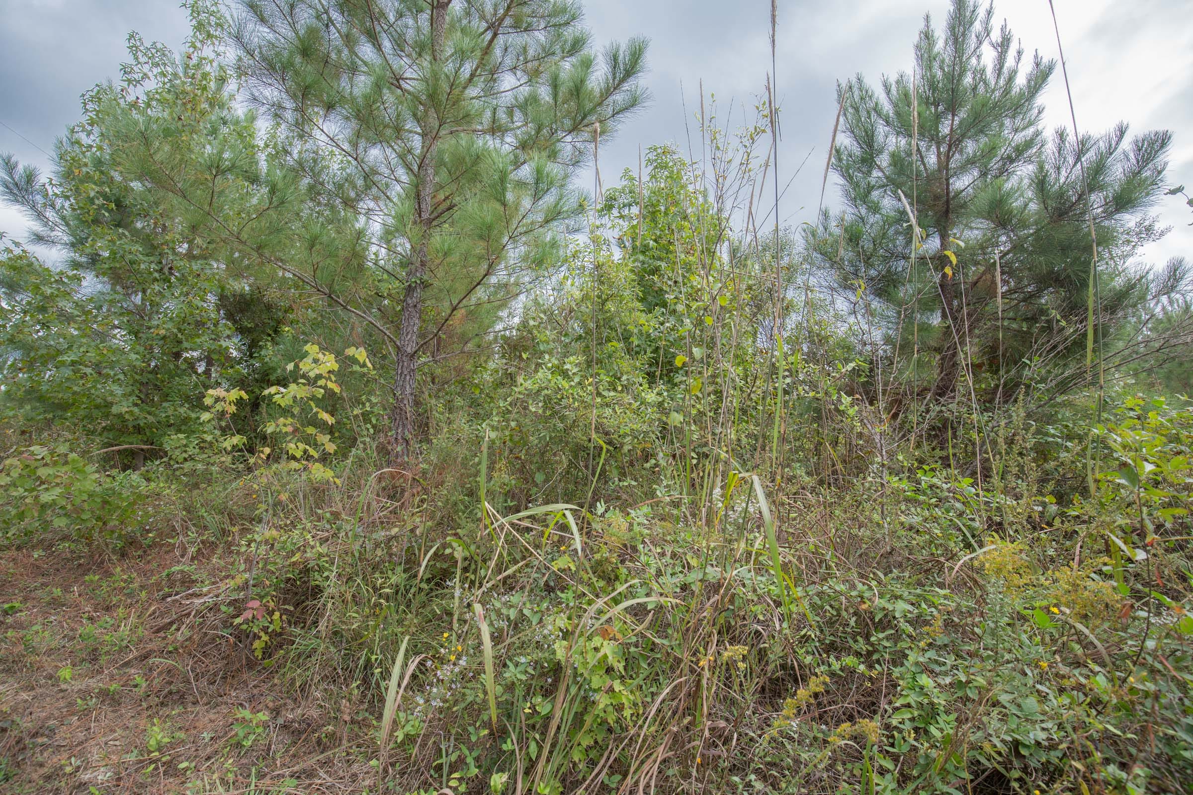 Brentwood Tract 4 photo 5