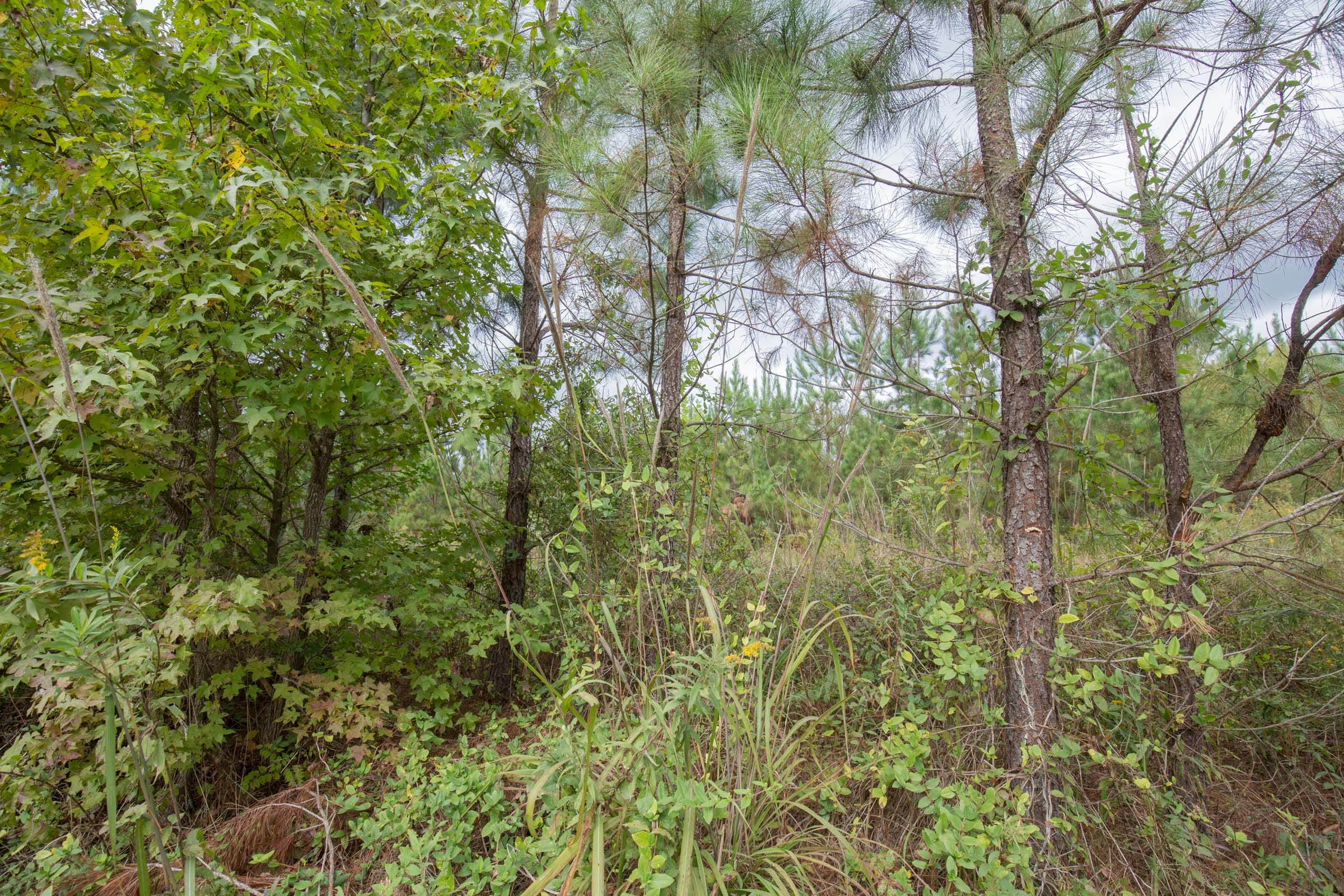 Brentwood Tract 4 photo 6