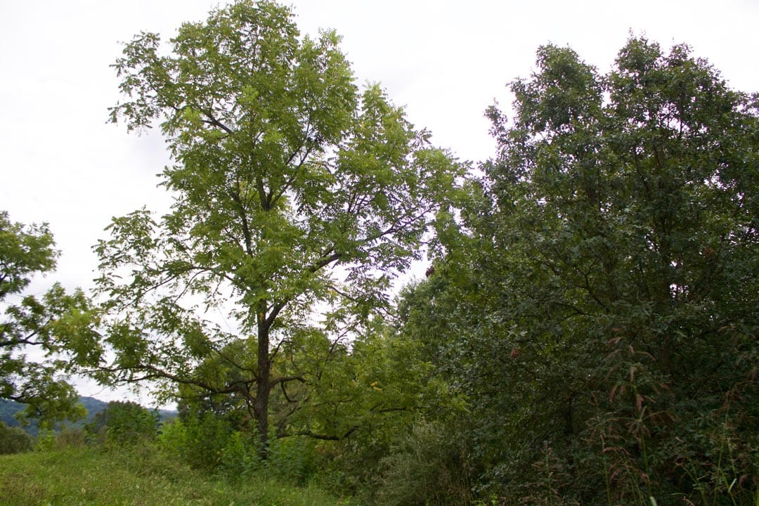 Heritage Hollow Tract 27 photo 2