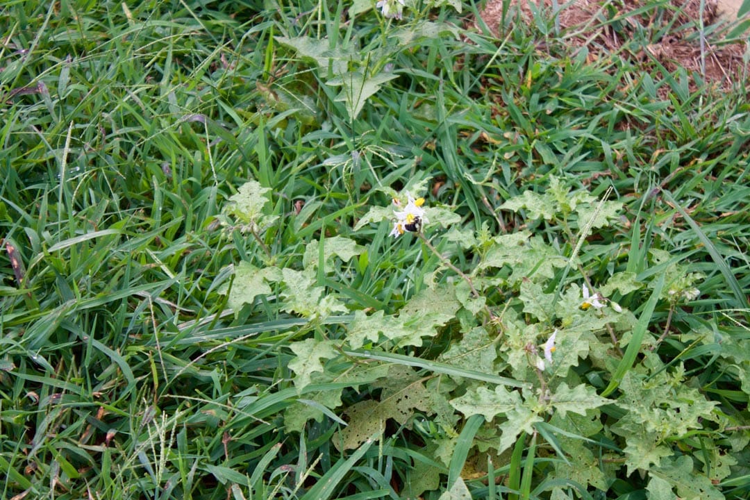 Heritage Hollow Tract 27 photo 8