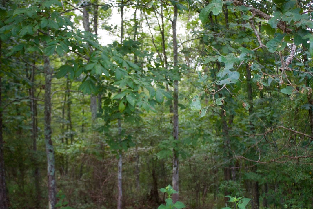 Heritage Hollow Tract 27 photo 15