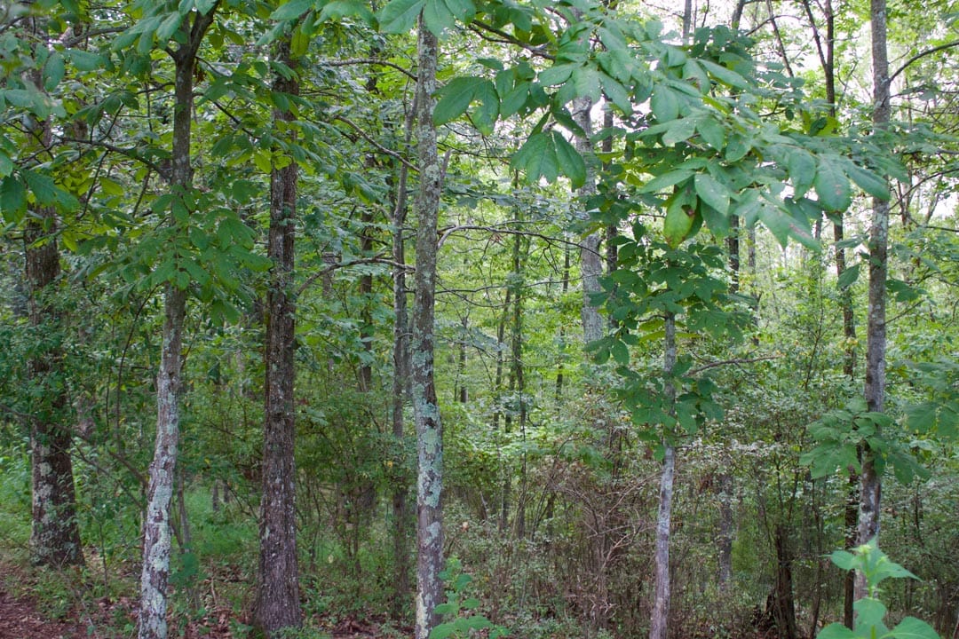 Heritage Hollow Tract 27 photo 16