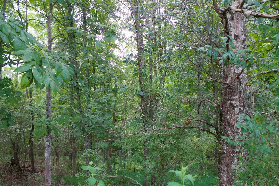 Heritage Hollow Tract 27 photo 17
