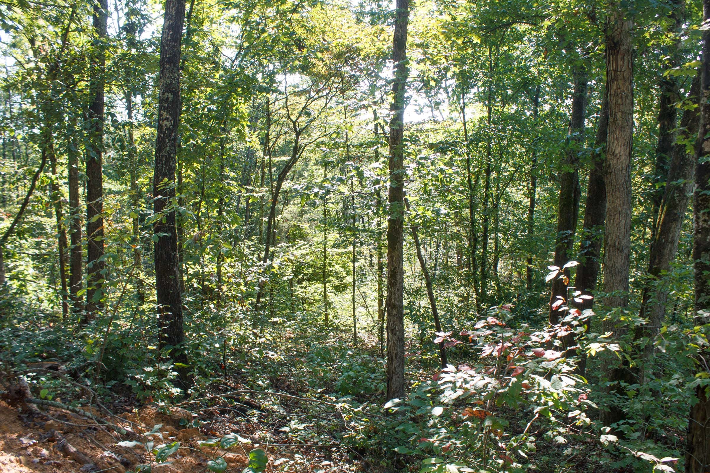 Wounded Oak Tract 8 photo 1