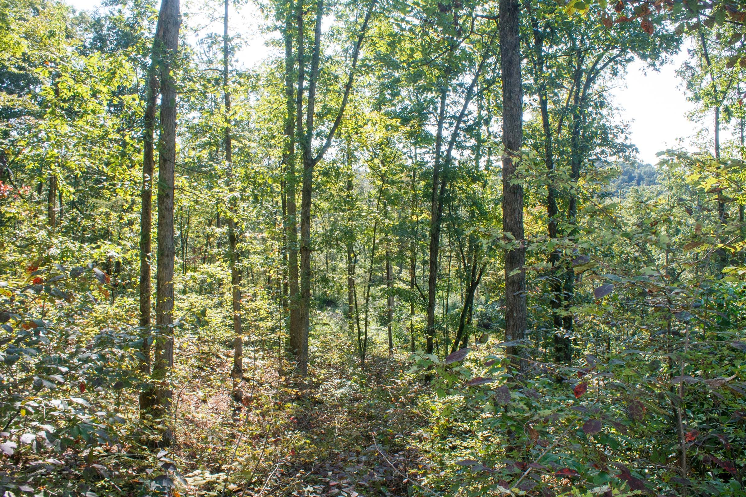 Wounded Oak Tract 8 photo 3