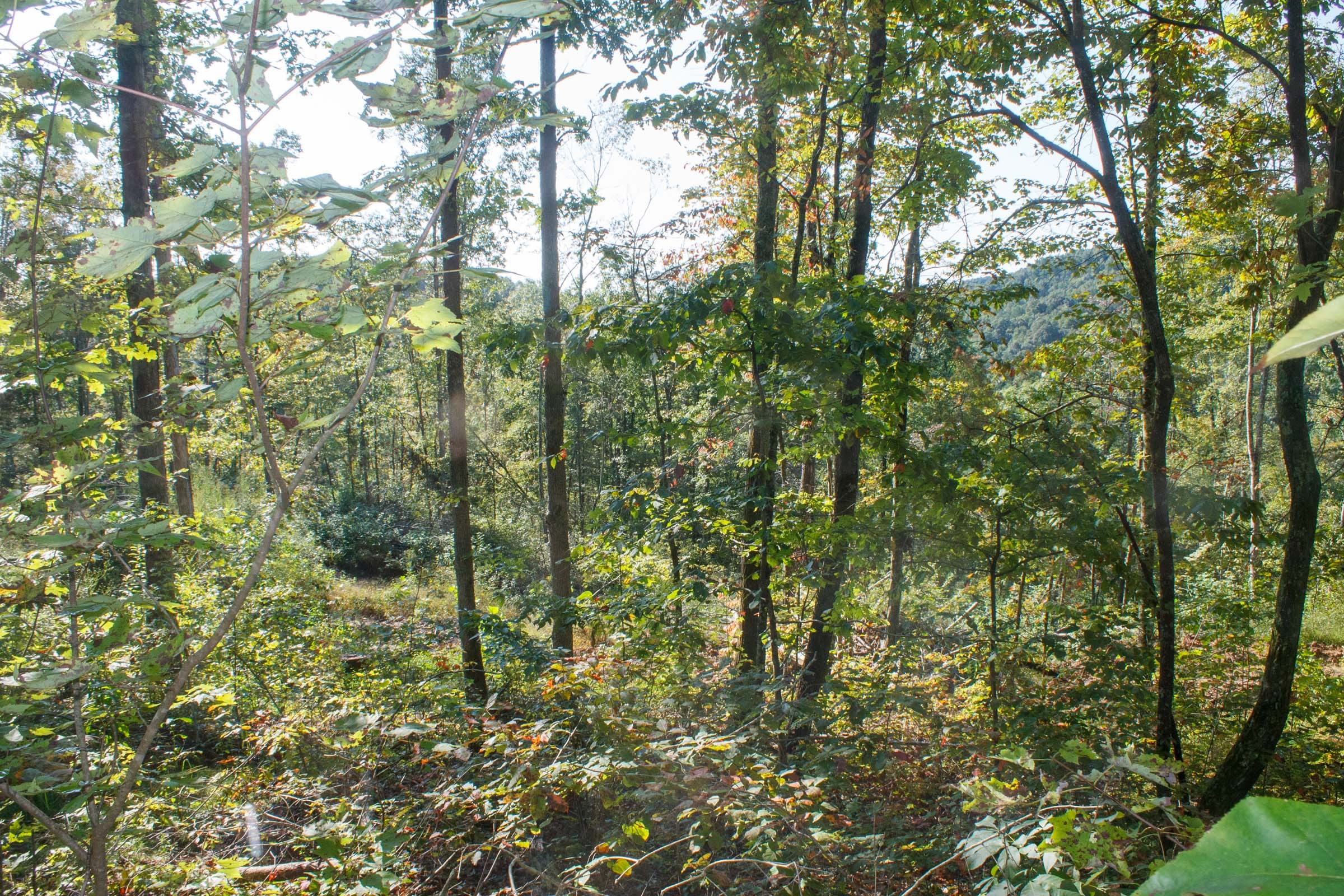 Wounded Oak Tract 8 photo 4