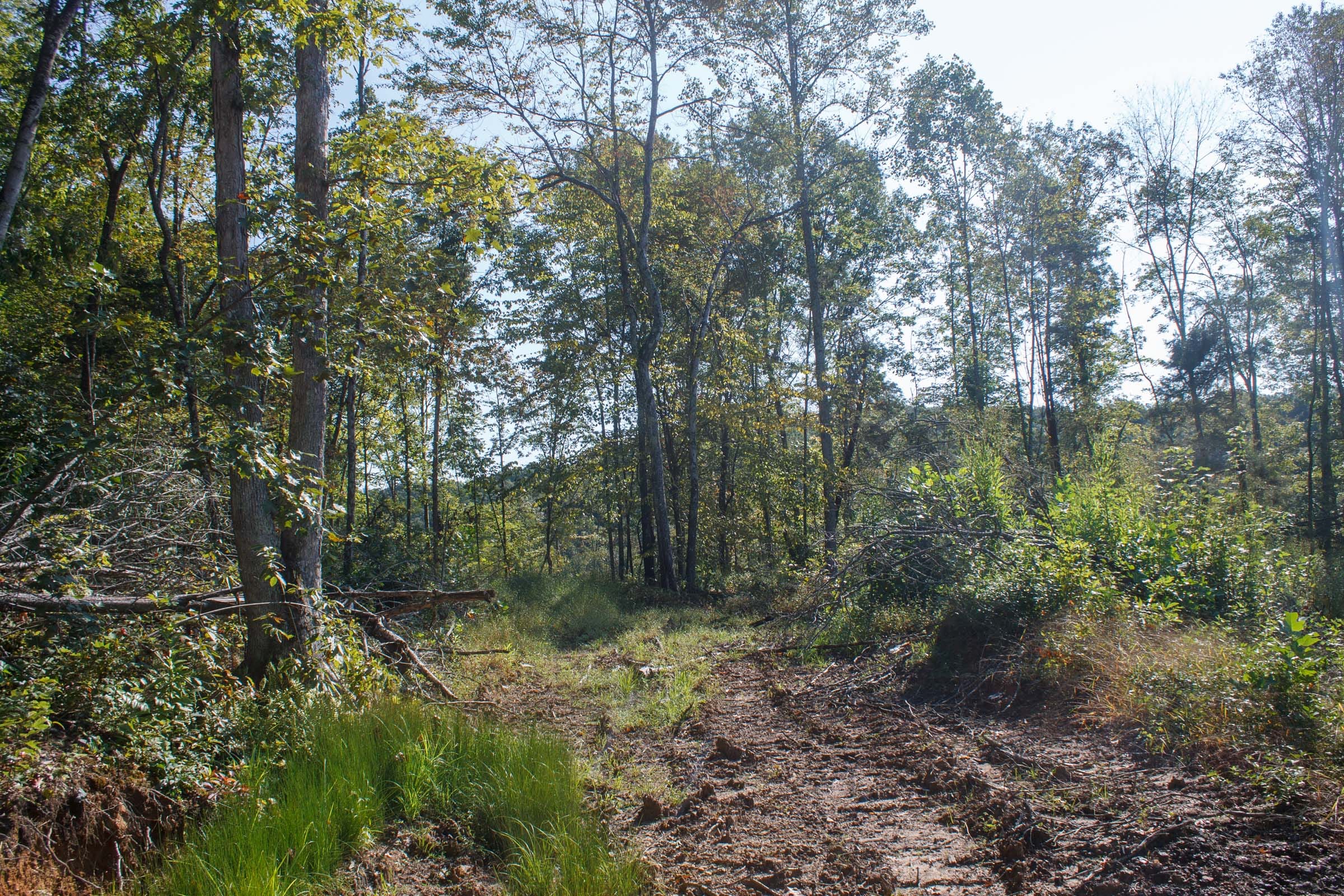 Wounded Oak Tract 8 photo 5