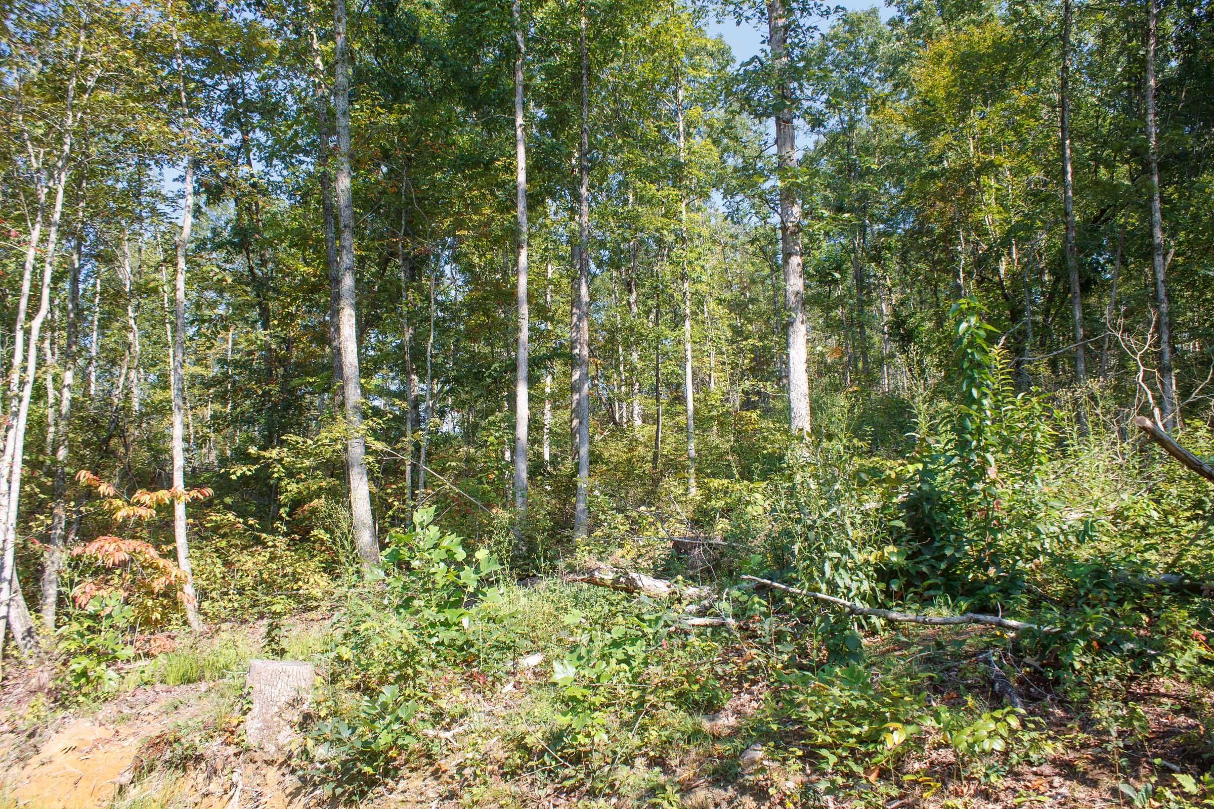 Wounded Oak Tract 8 photo 6