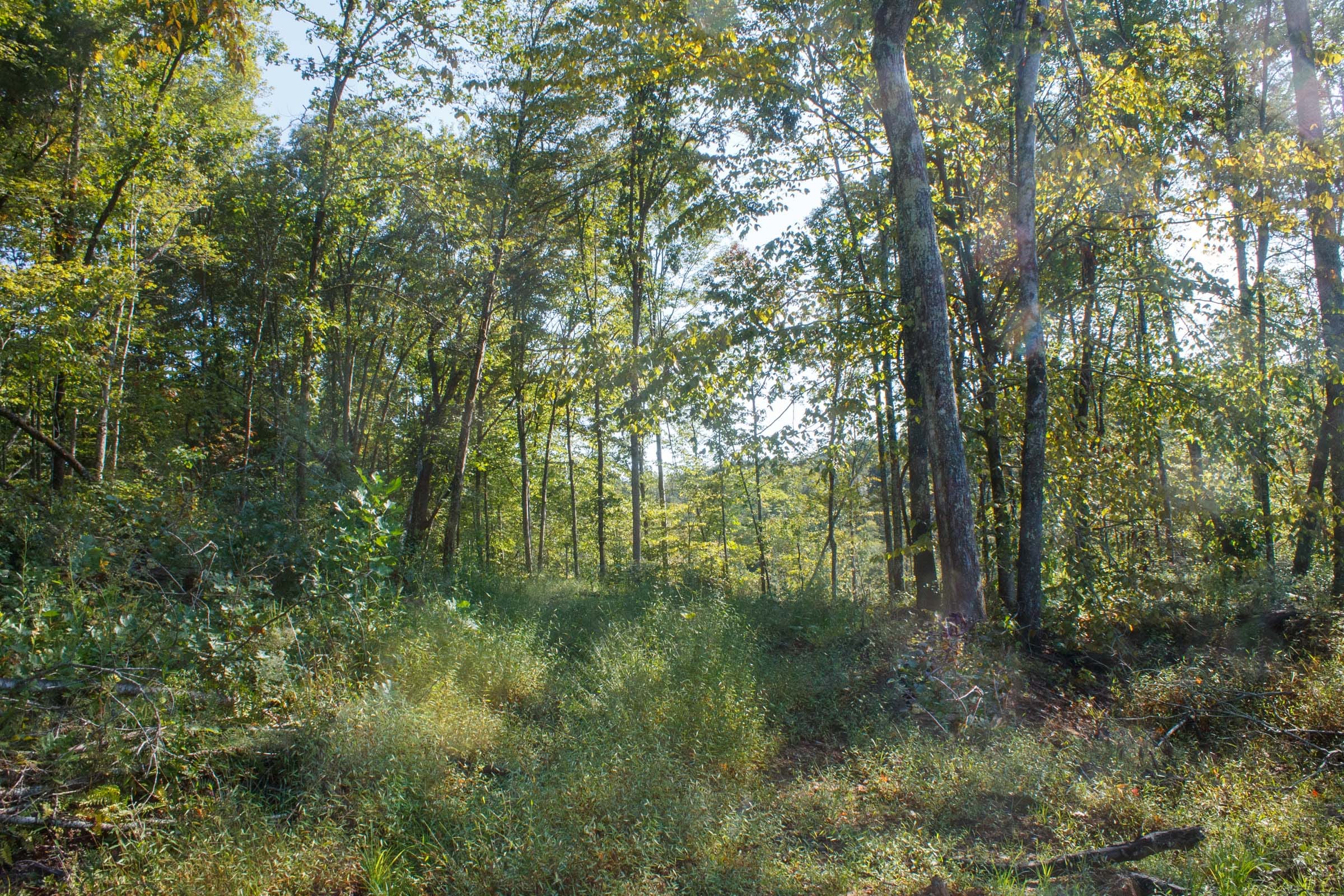 Wounded Oak Tract 8 photo 7