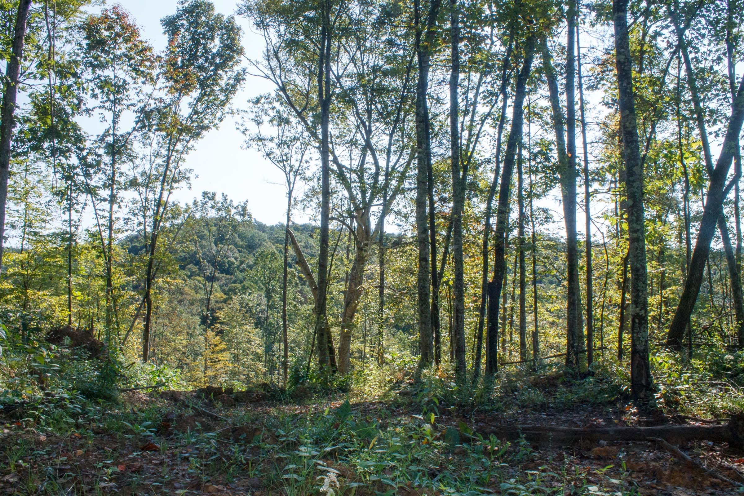 Wounded Oak Tract 8 photo 10