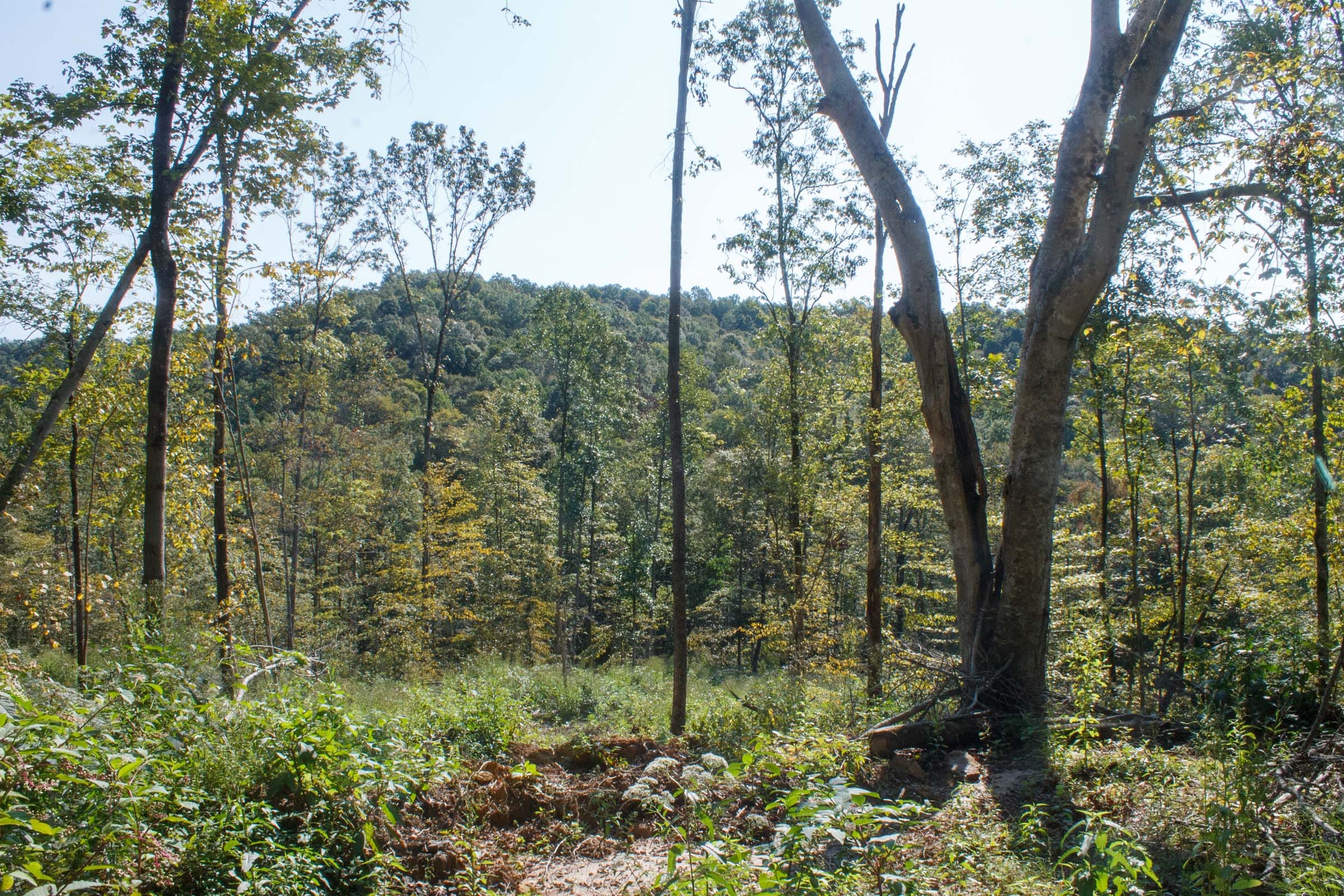 Wounded Oak Tract 8 photo 11