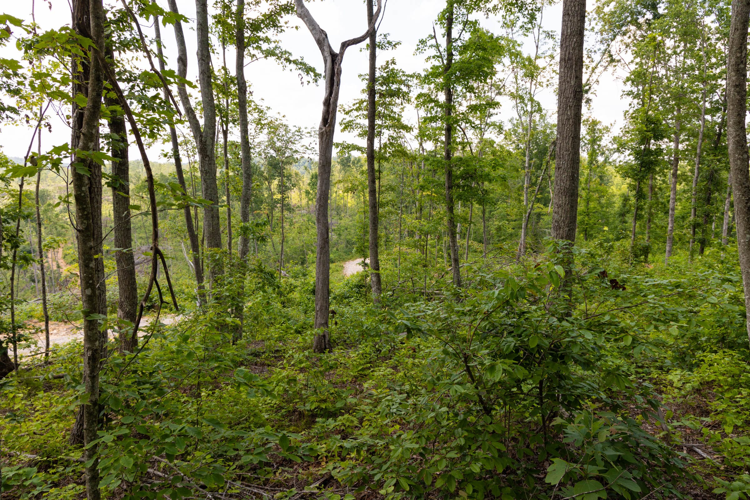 Creek Hollow Phase II Tract 56 photo 14