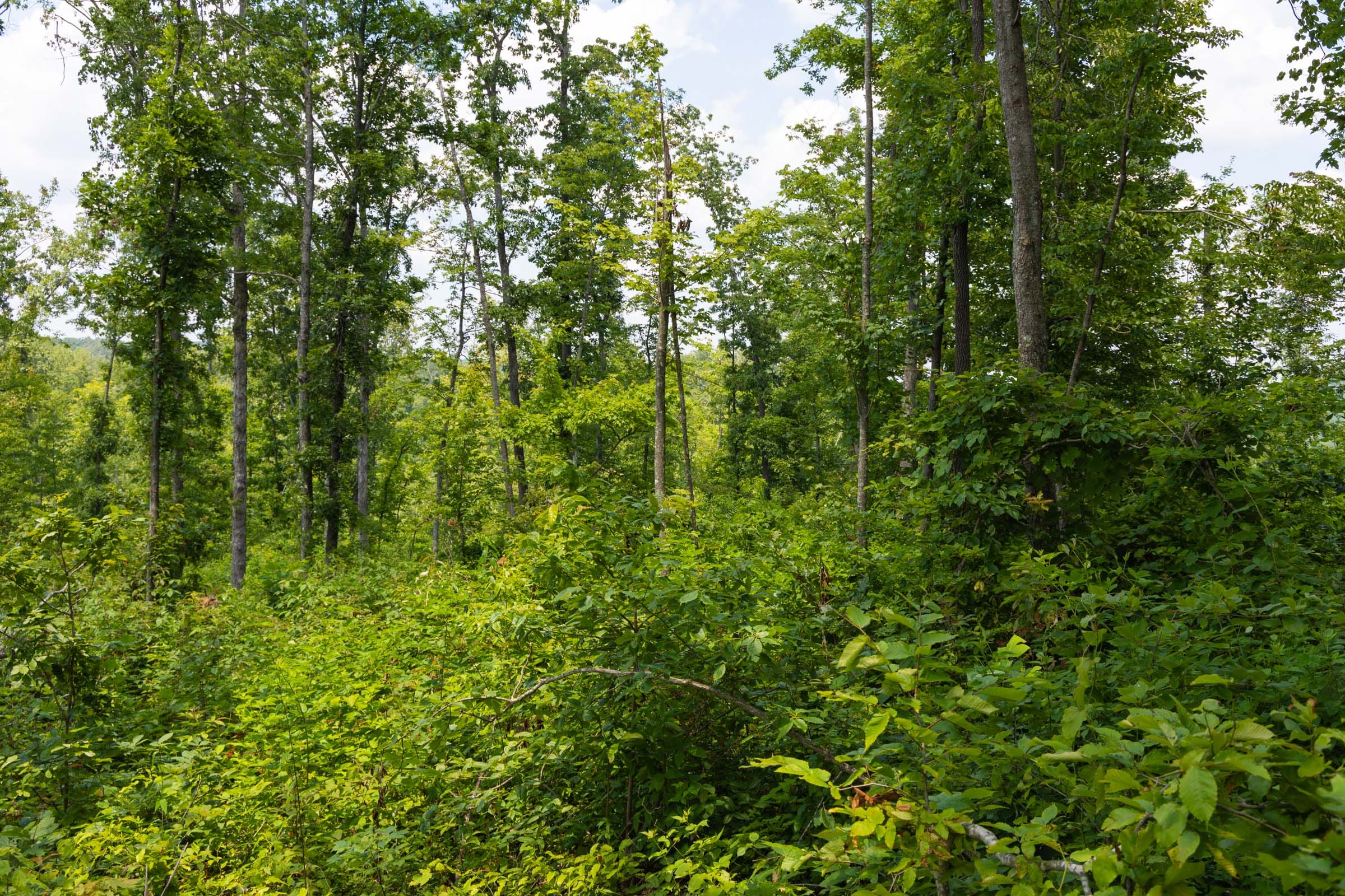 Creek Hollow Phase II Tract 56 photo 10