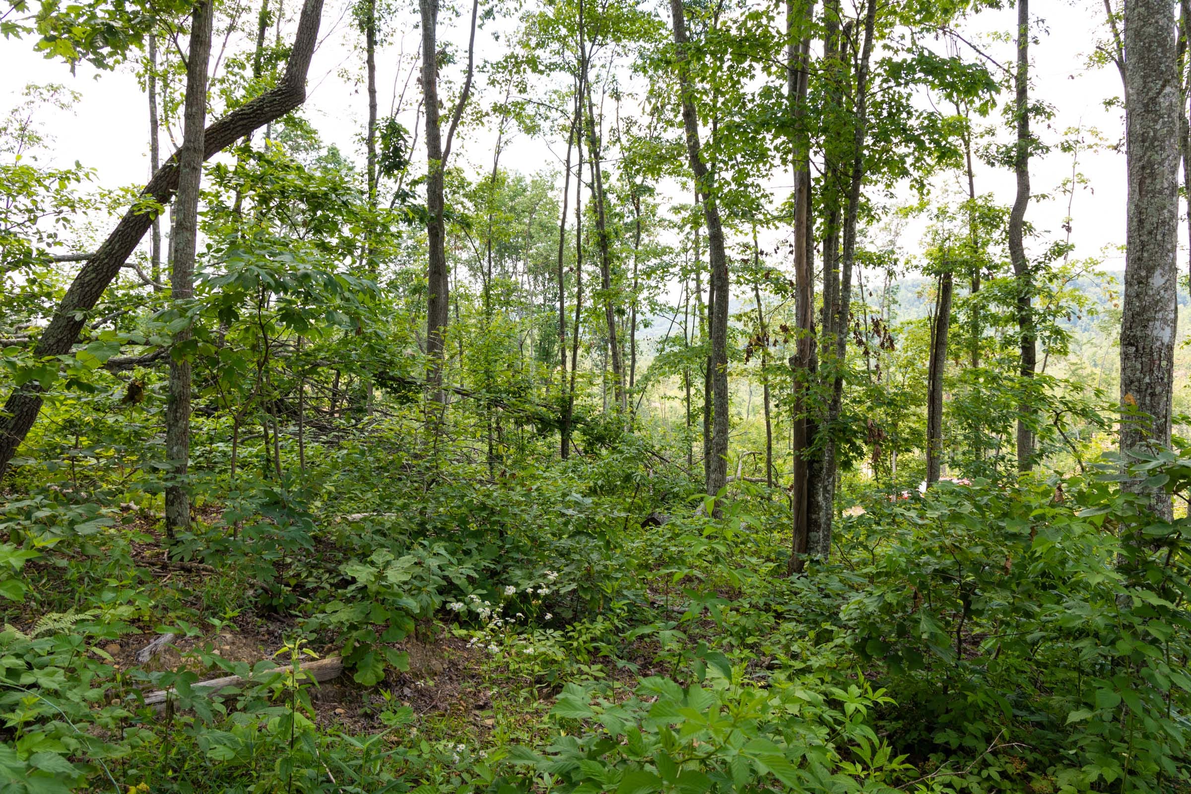 Creek Hollow Phase II Tract 56 photo 7