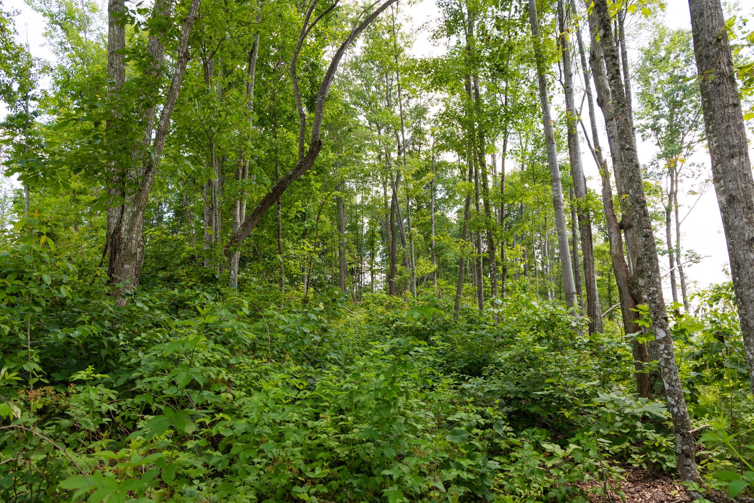 Creek Hollow Phase II Tract 56 photo 3