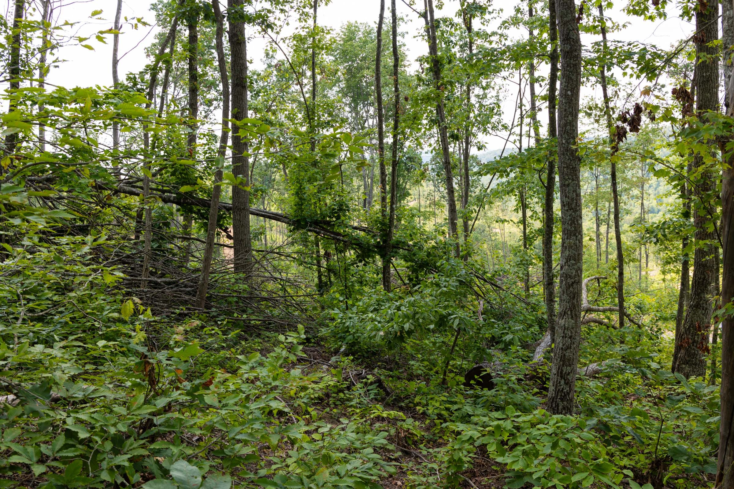 Creek Hollow Phase II Tract 56 photo 11
