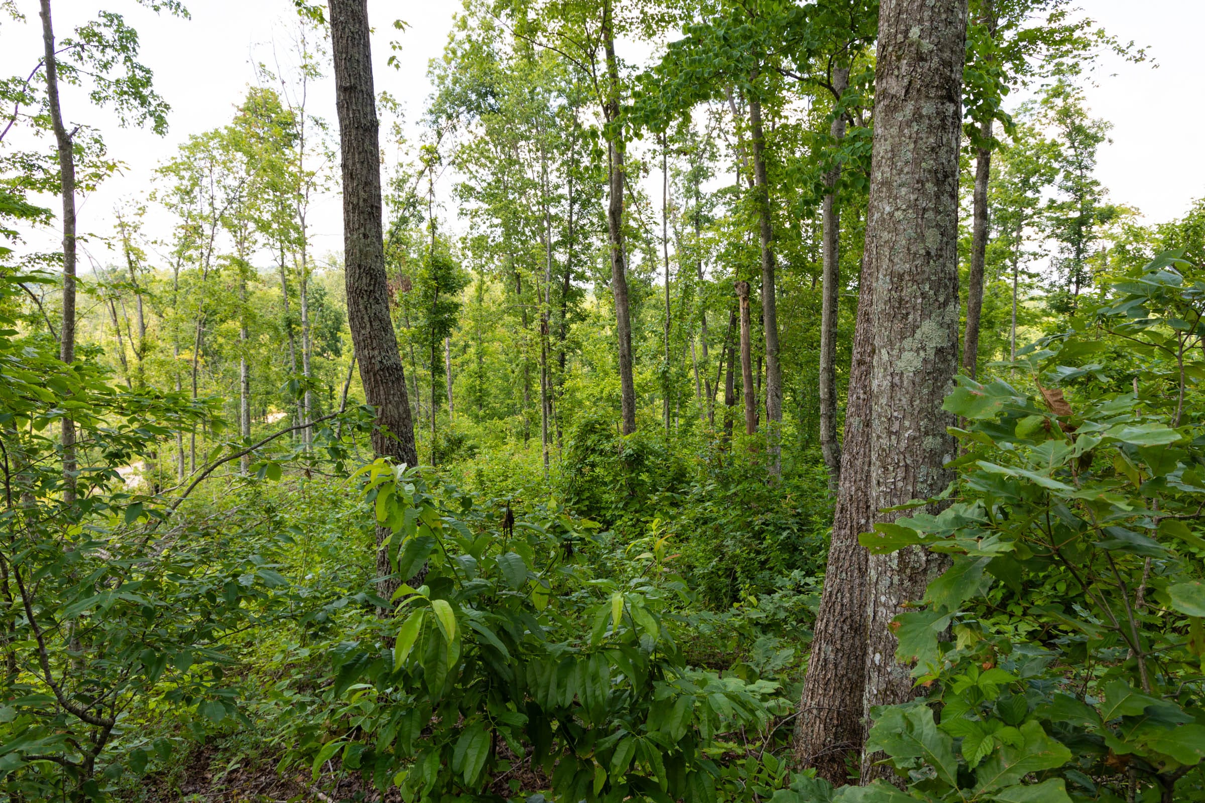 Creek Hollow Phase II Tract 56 photo 6