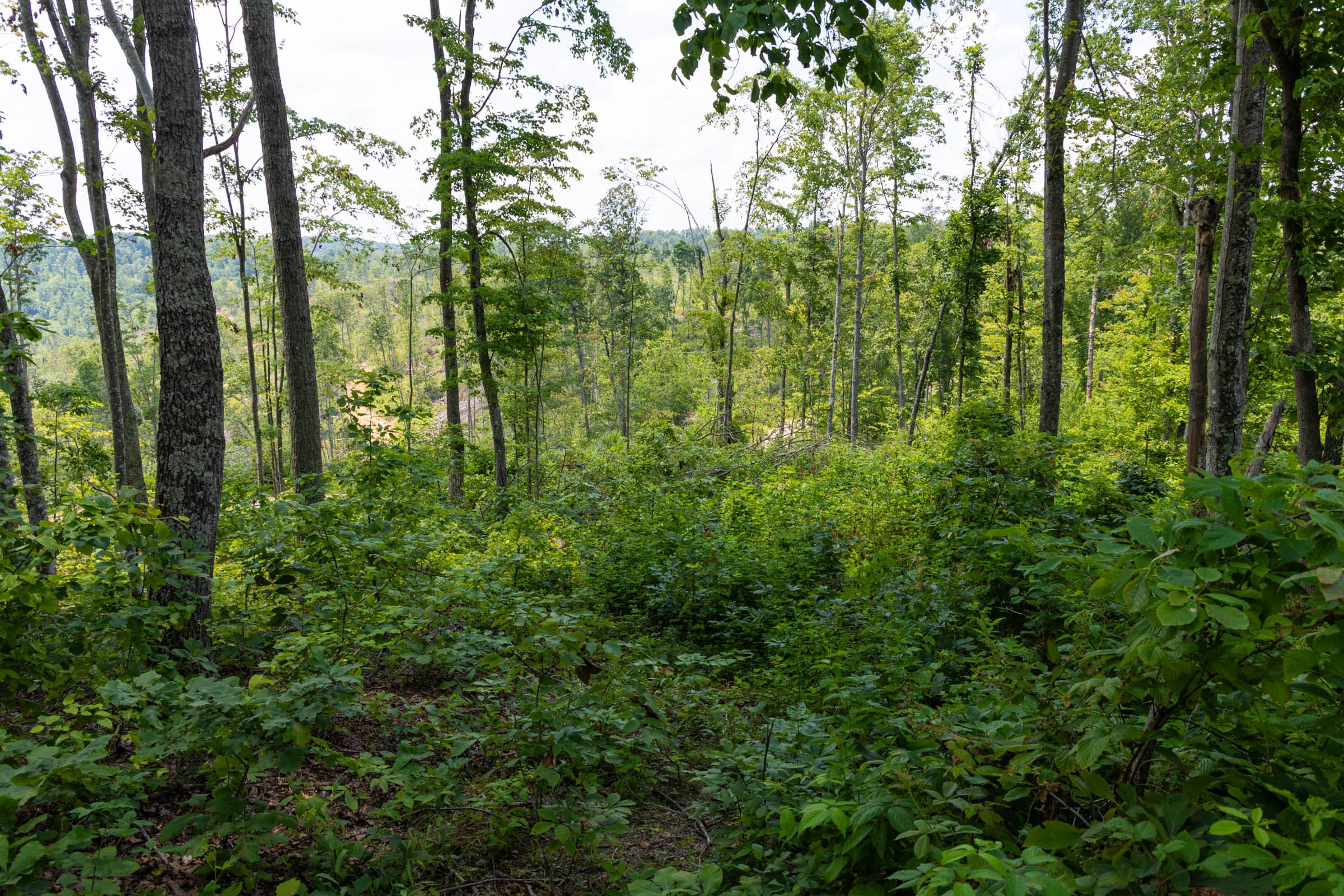 Creek Hollow Phase II Tract 56 photo 5