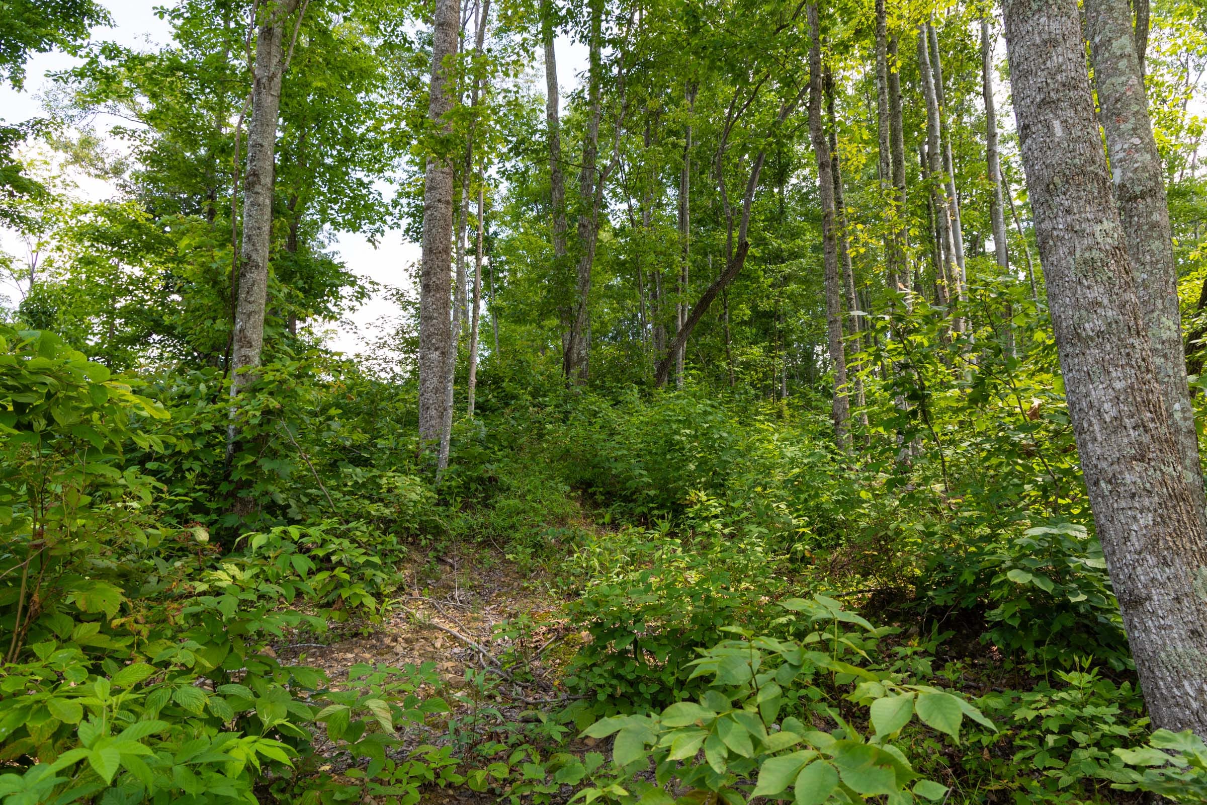Creek Hollow Phase II Tract 56 photo 2