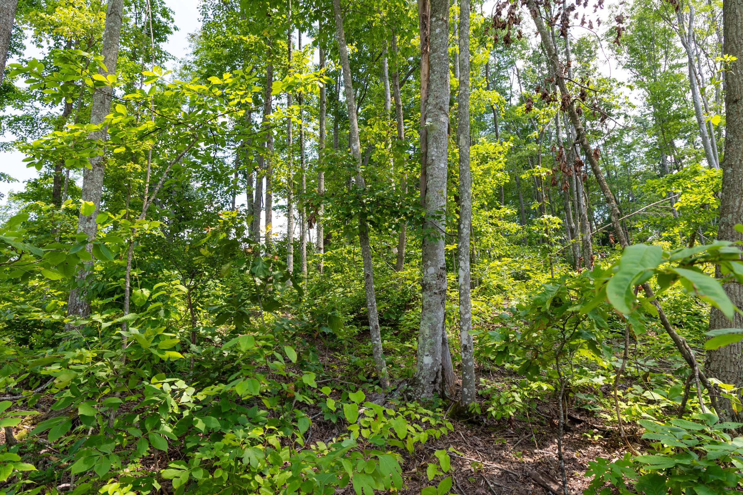 Creek Hollow Phase II Tract 56 photo 13