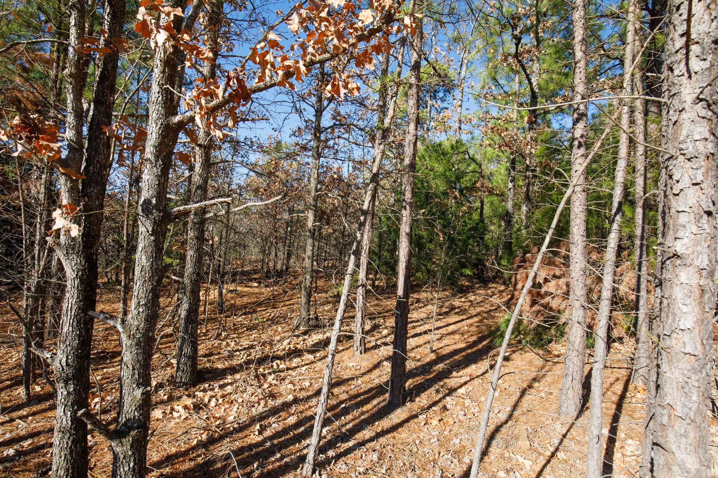 Stone Bridge Phase II Tract 107 photo 2