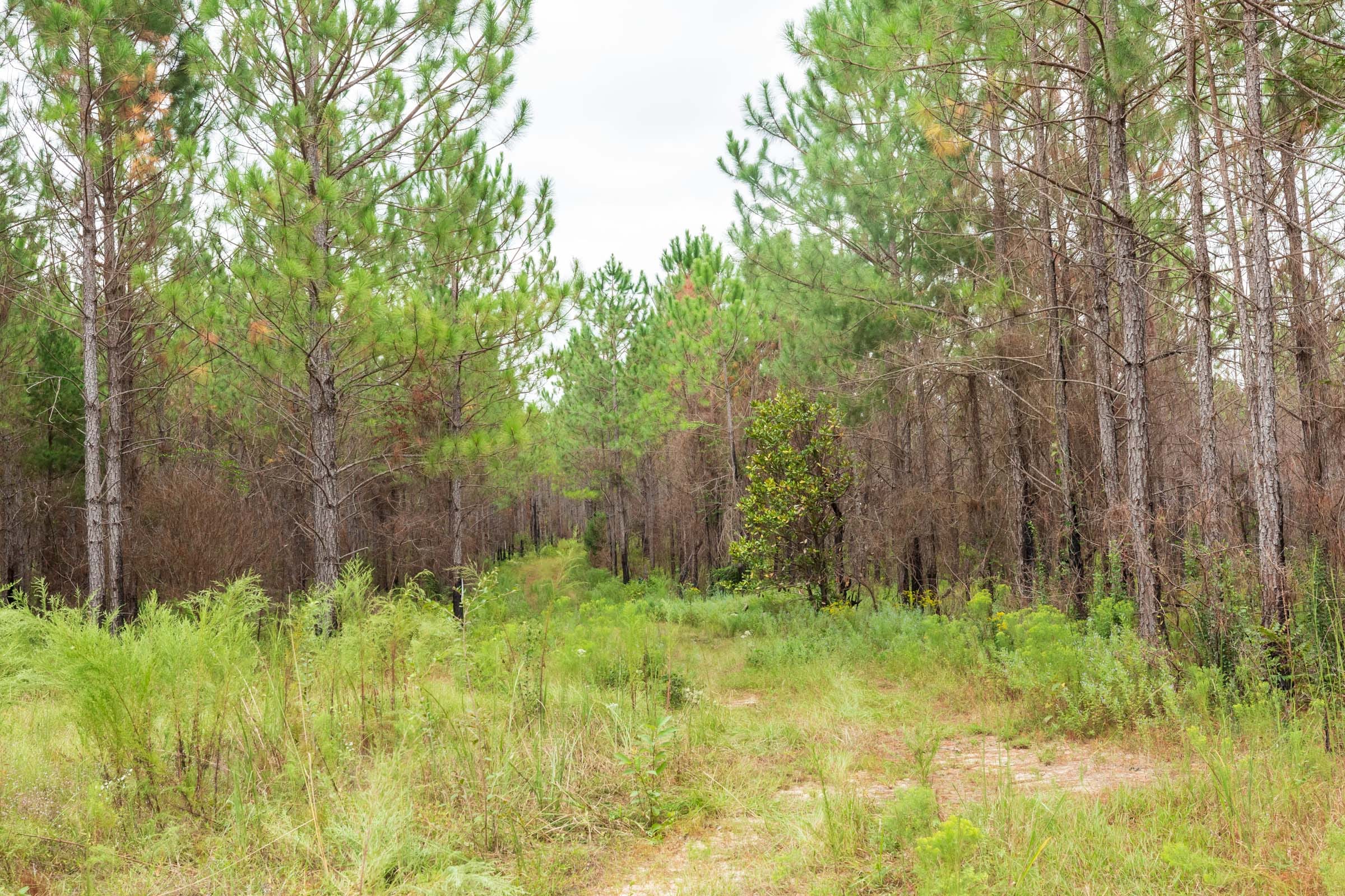 Jackson’s Gap Tract 11 photo 1