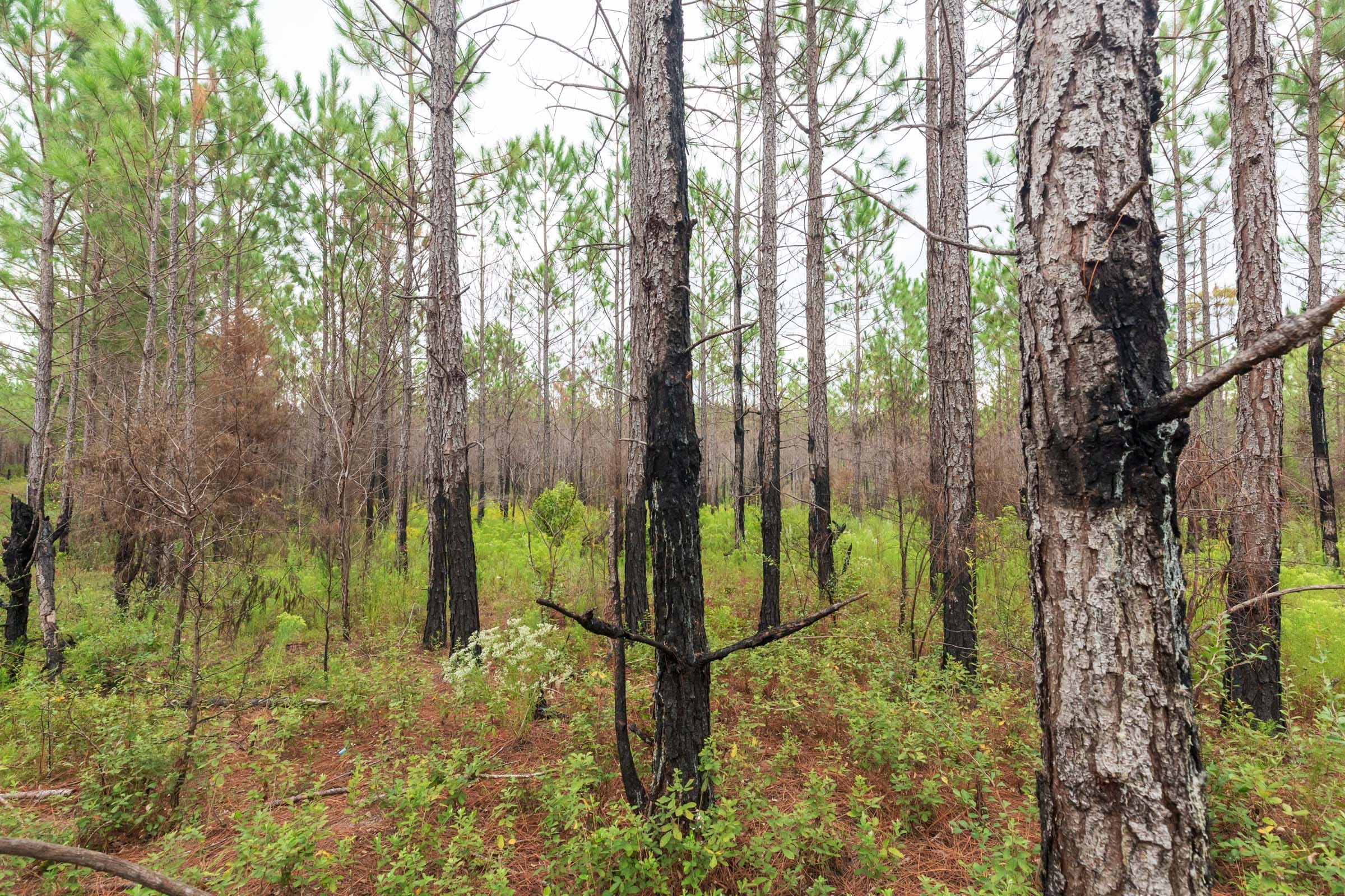 Jackson’s Gap Tract 11 photo 2