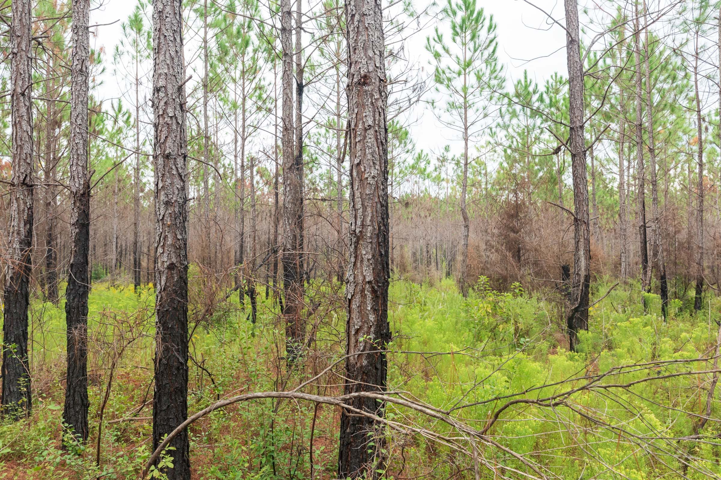 Jackson’s Gap Tract 11 photo 3
