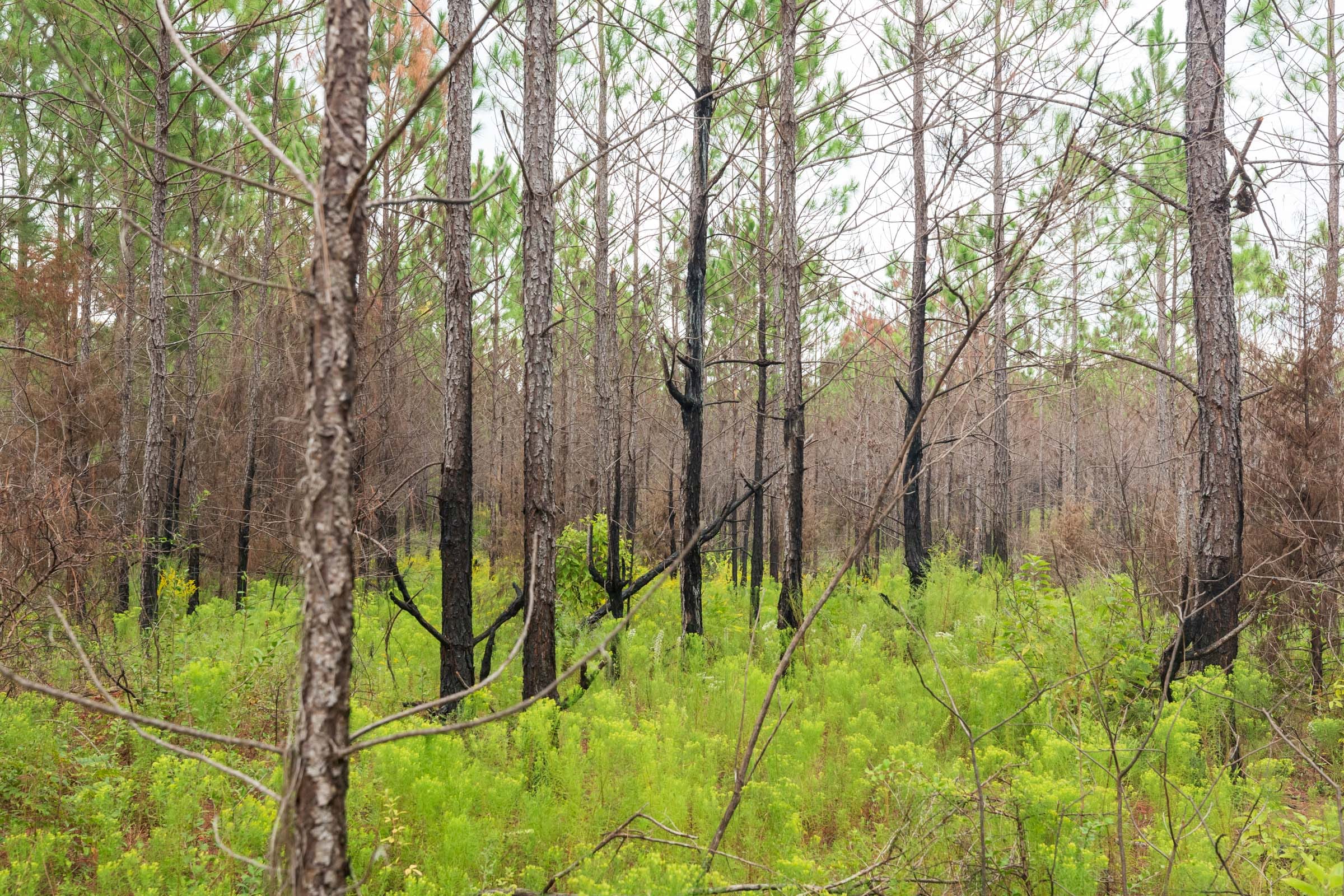 Jackson’s Gap Tract 11 photo 5