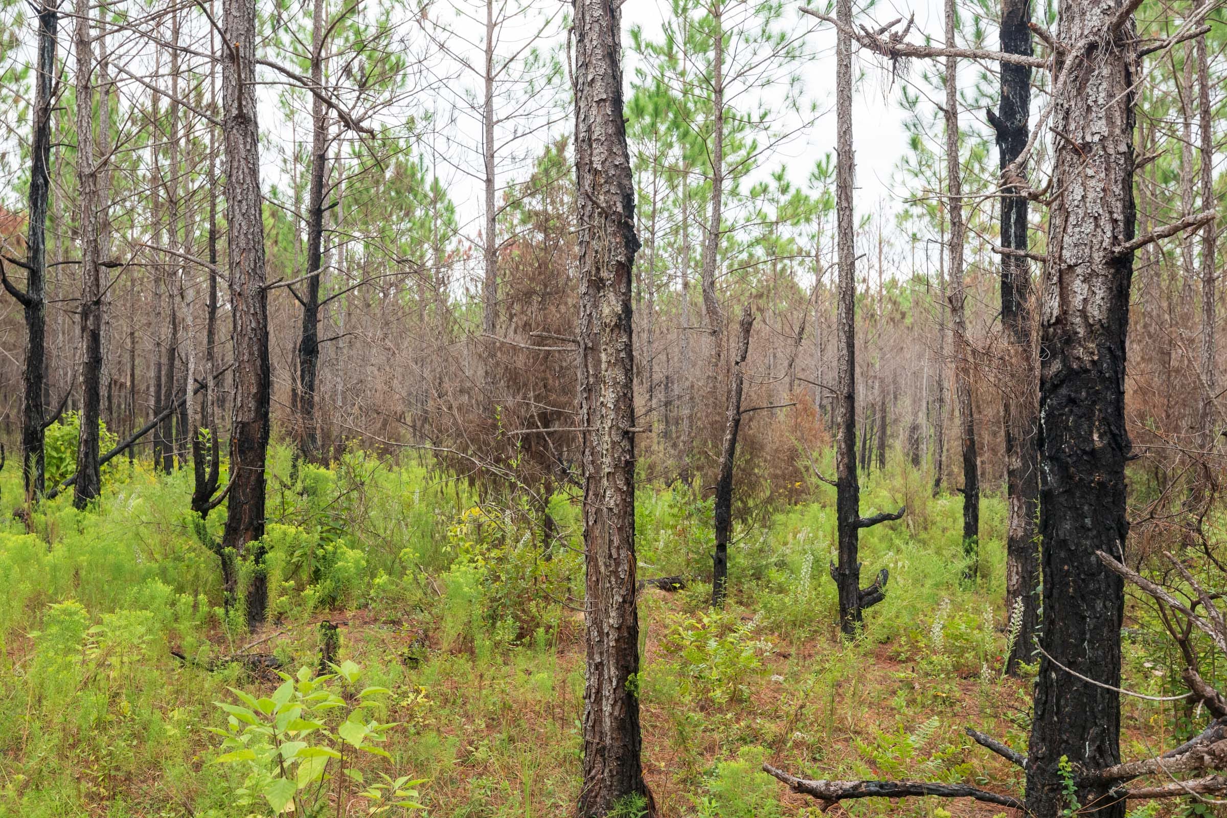 Jackson’s Gap Tract 11 photo 4