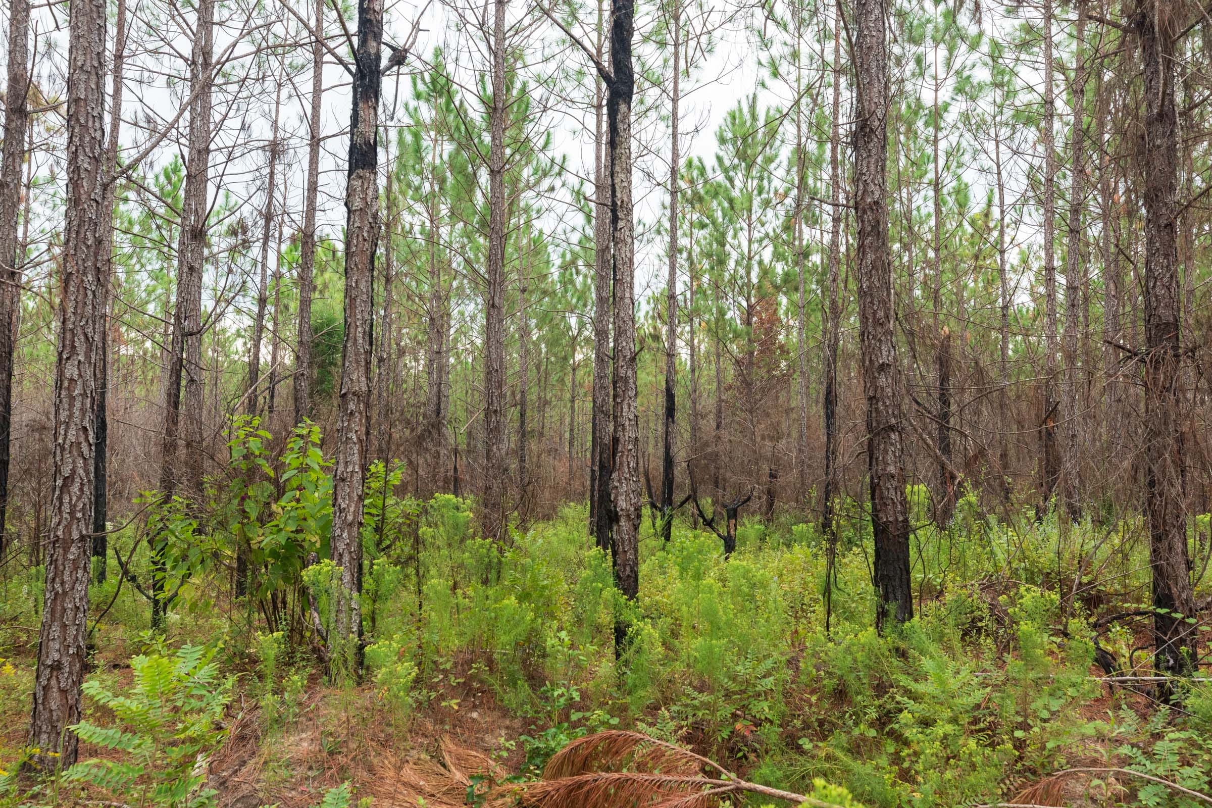 Jackson’s Gap Tract 11 photo 8