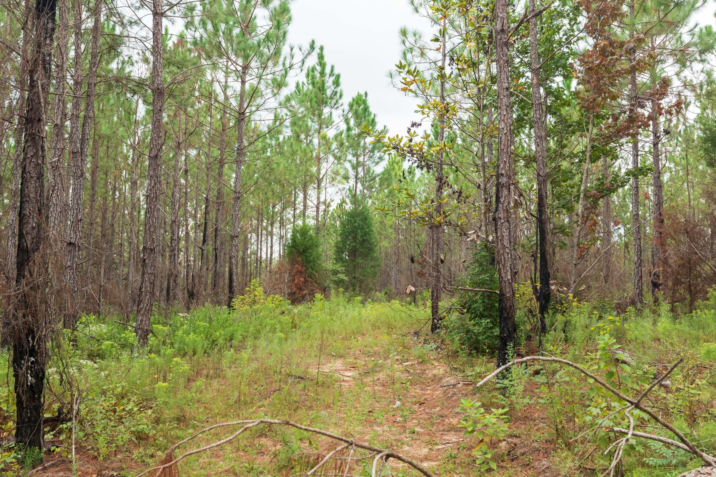 Jackson’s Gap Tract 11 photo 6