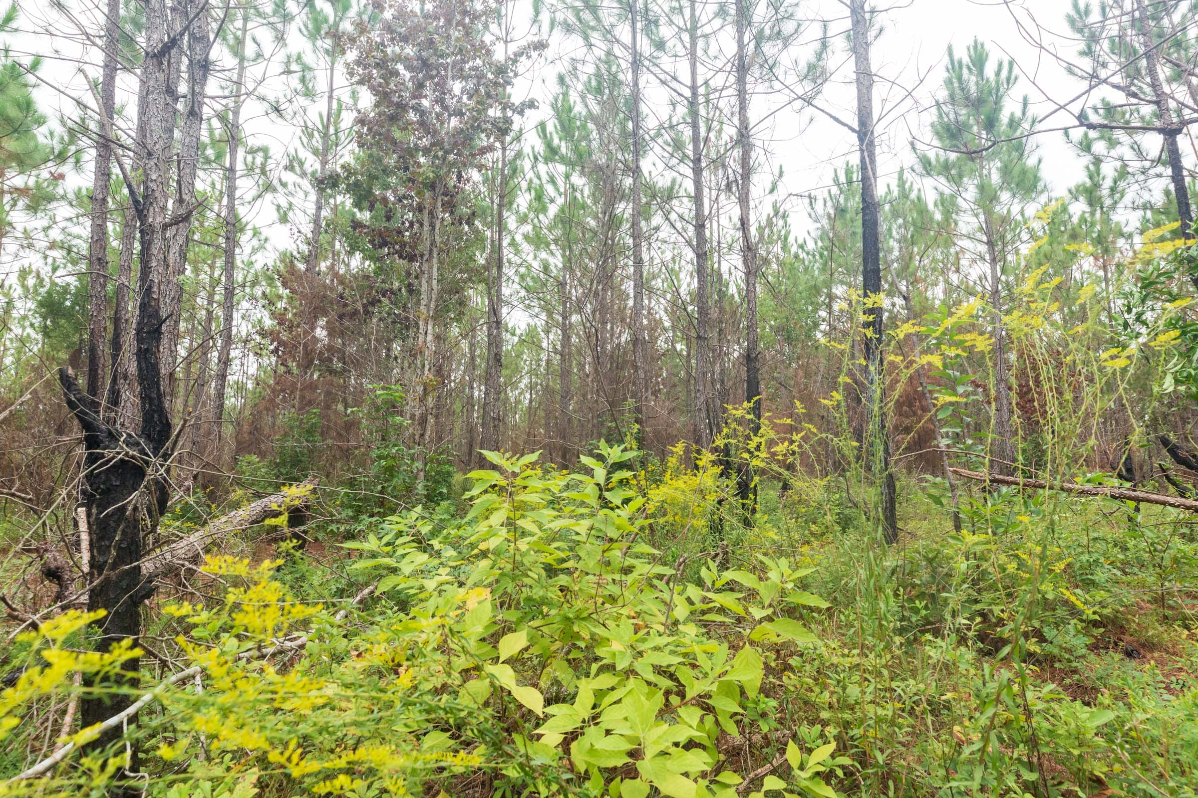 Jackson’s Gap Tract 11 photo 7