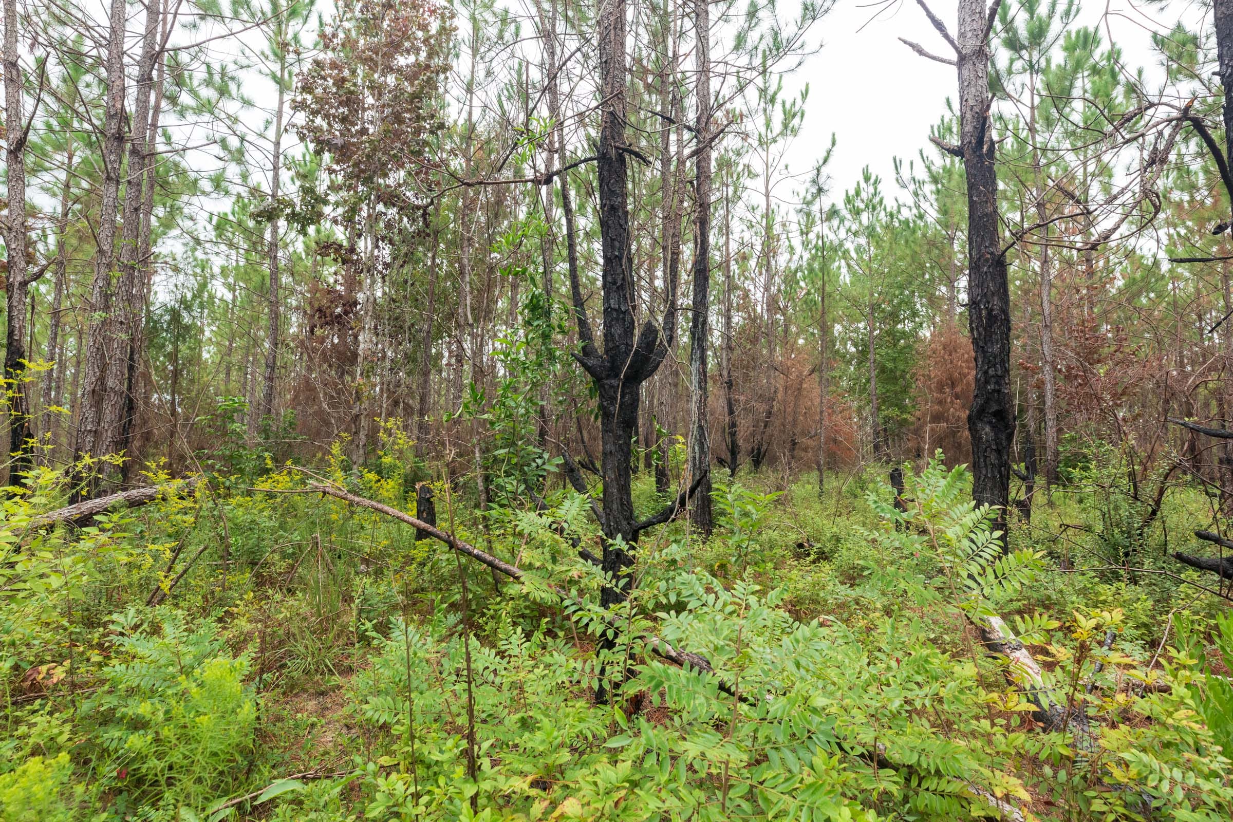 Jackson’s Gap Tract 11 photo 10
