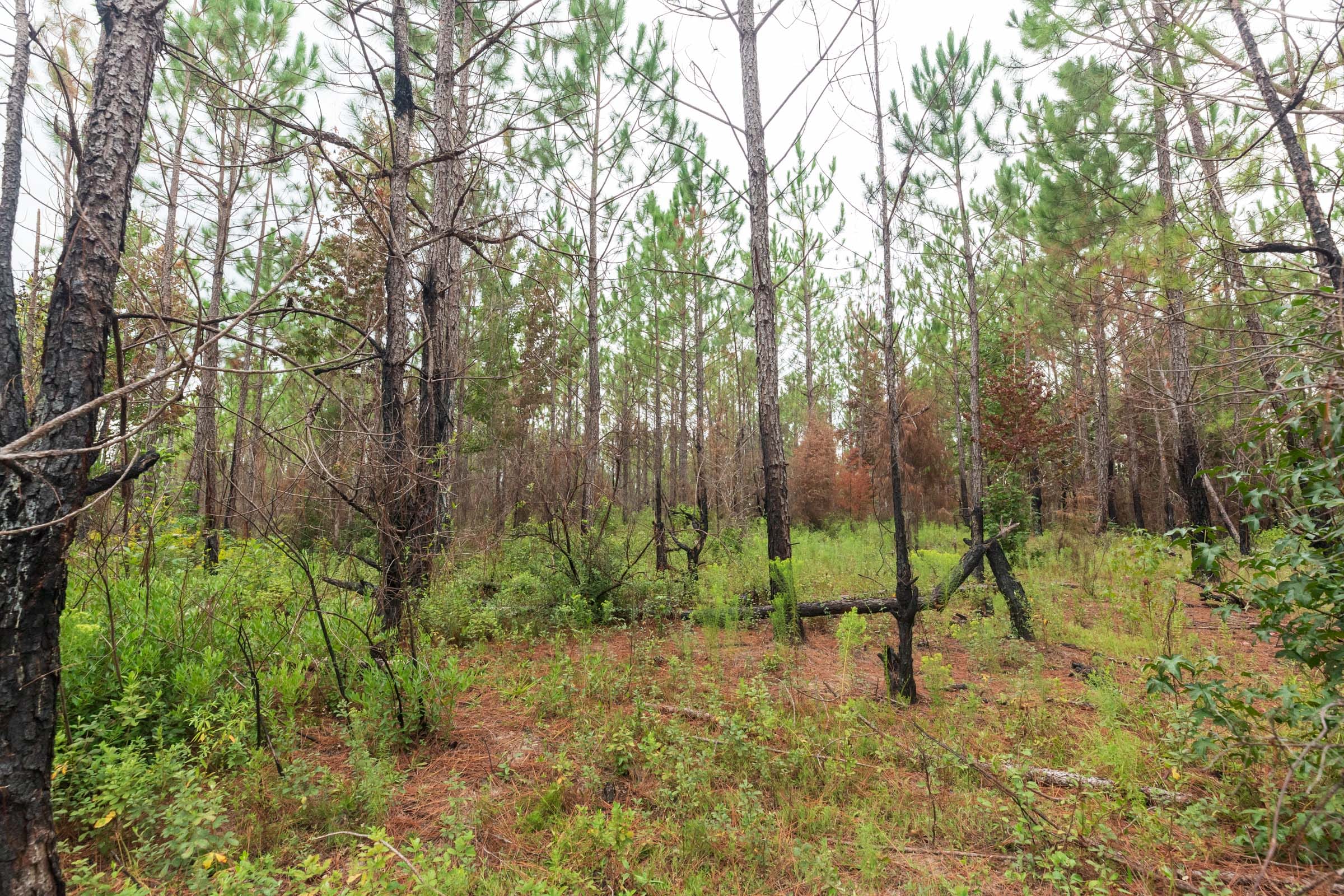 Jackson’s Gap Tract 11 photo 9