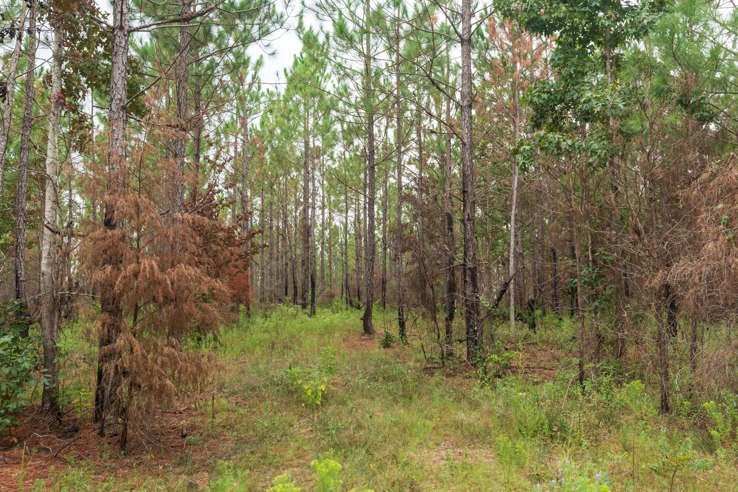 Jackson’s Gap Tract 11 photo 11