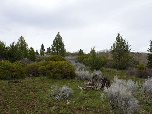 California Pines Tract 14 photo 6