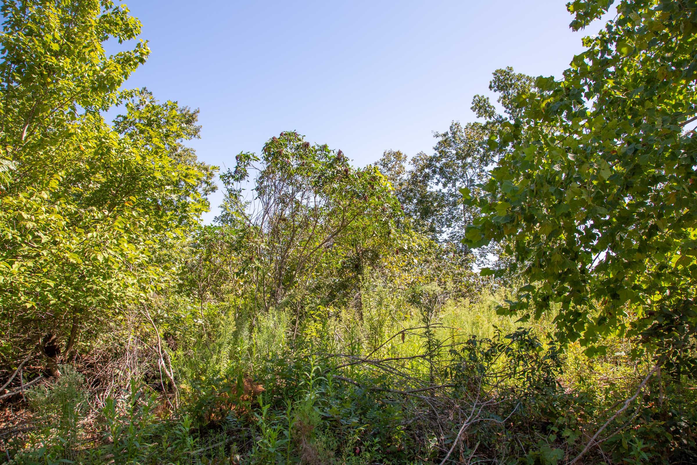 Borgmann’s Hollow Phase II Tract 56 photo 2