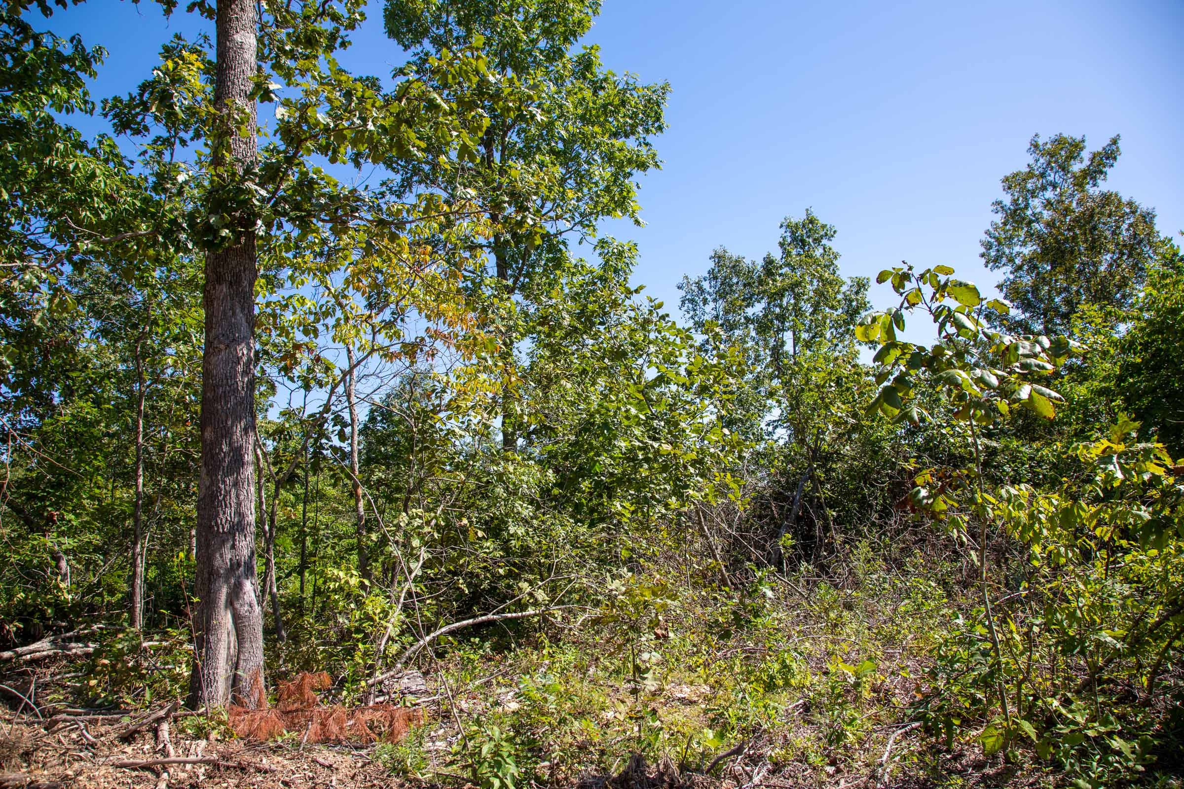 Borgmann’s Hollow Phase II Tract 56 photo 3