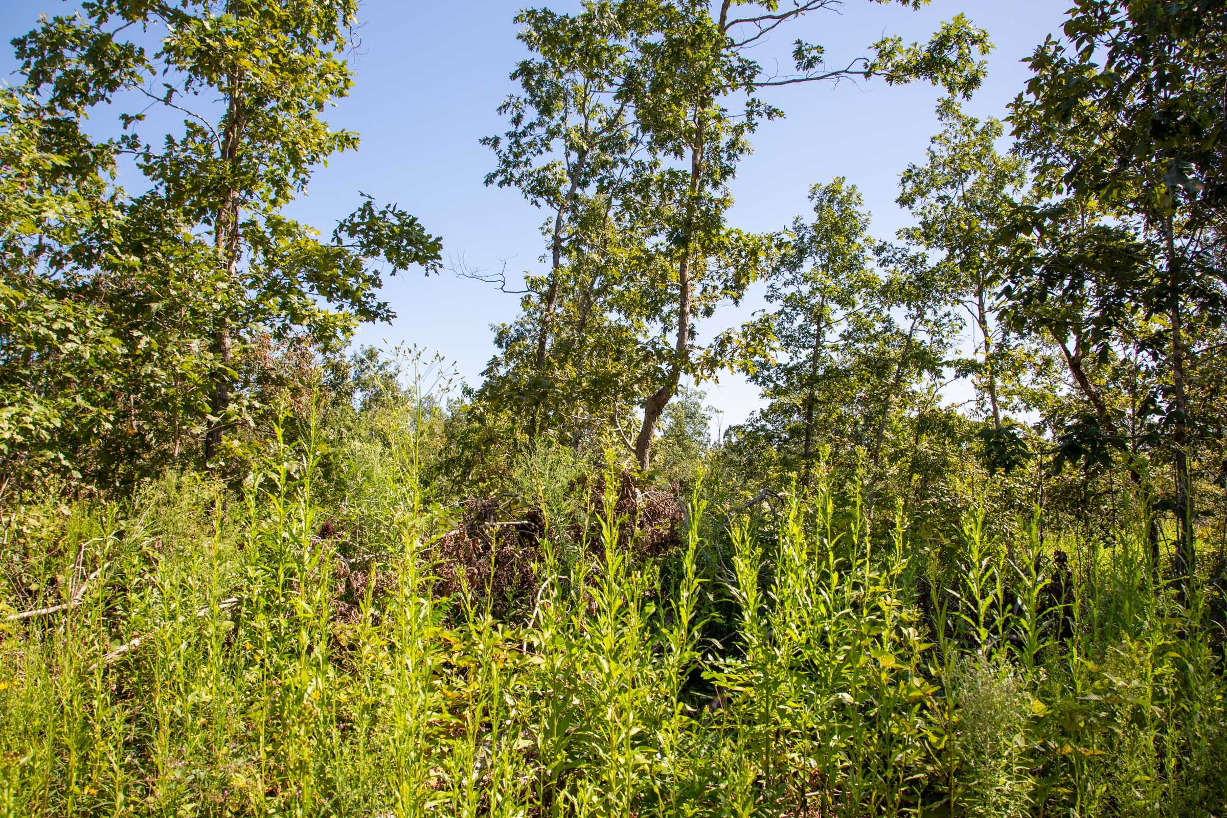 Borgmann’s Hollow Phase II Tract 56 photo 5
