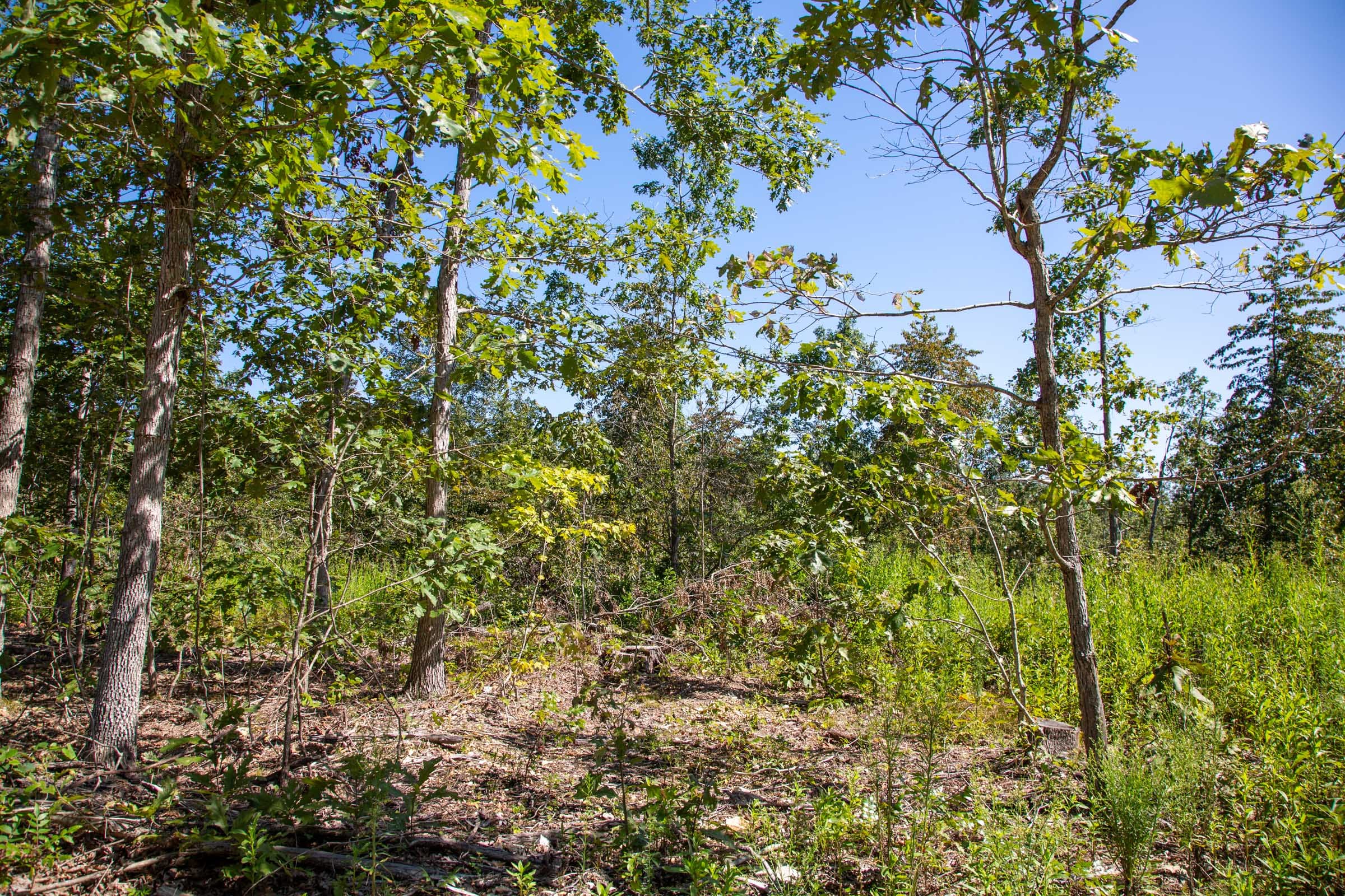 Borgmann’s Hollow Phase II Tract 56 photo 6