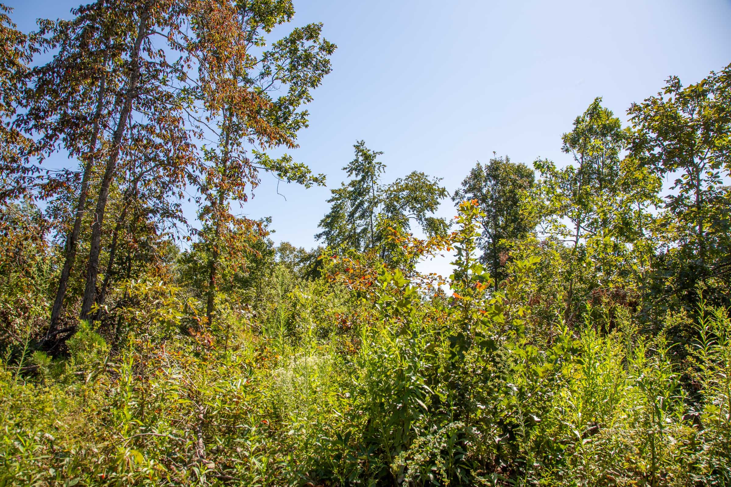 Borgmann’s Hollow Phase II Tract 56 photo 7